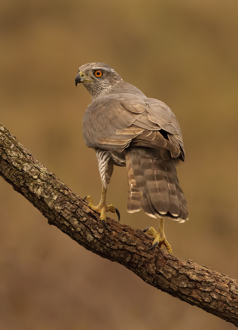 goshawk…..