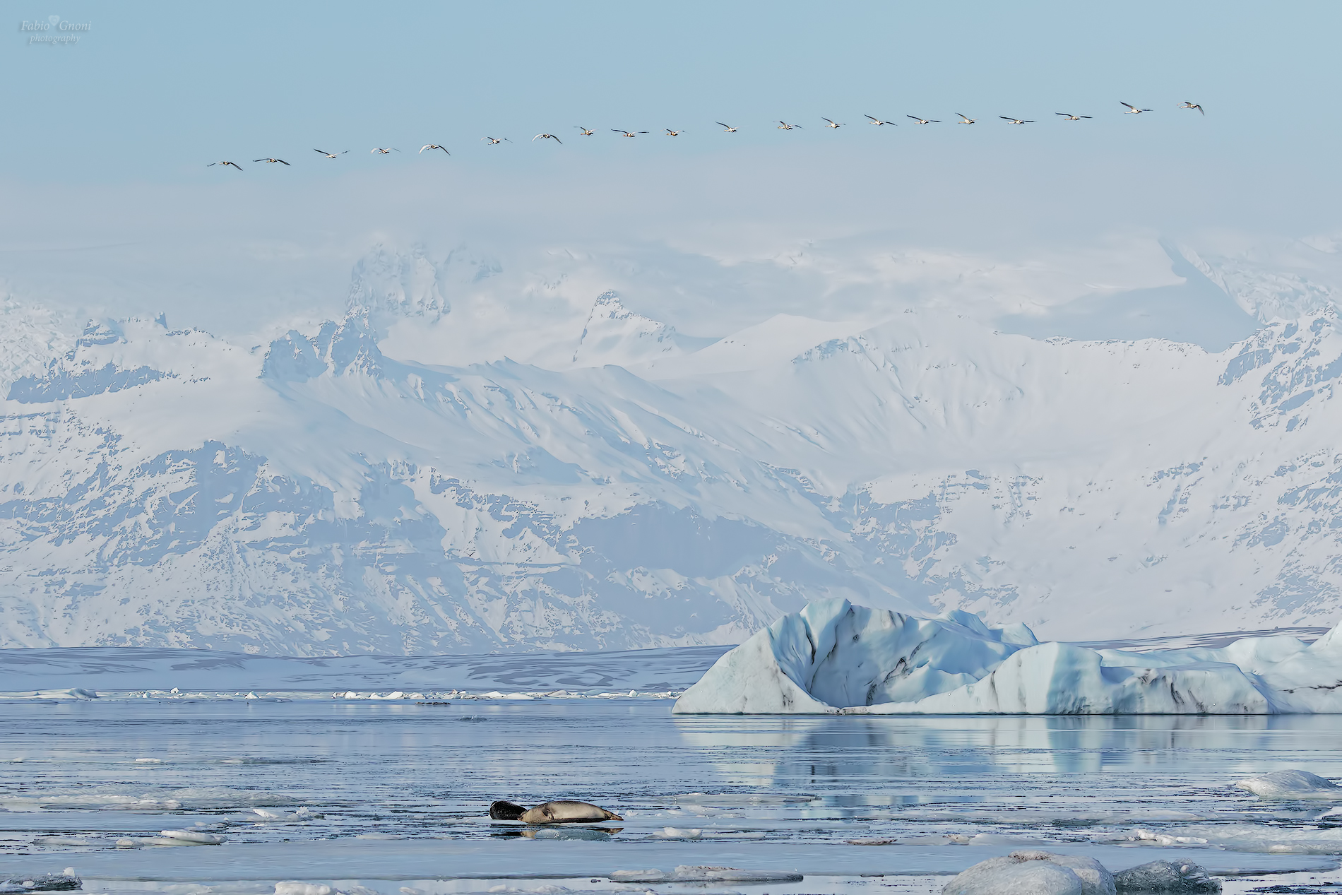 Cigni selvatici sul Vatnajokull