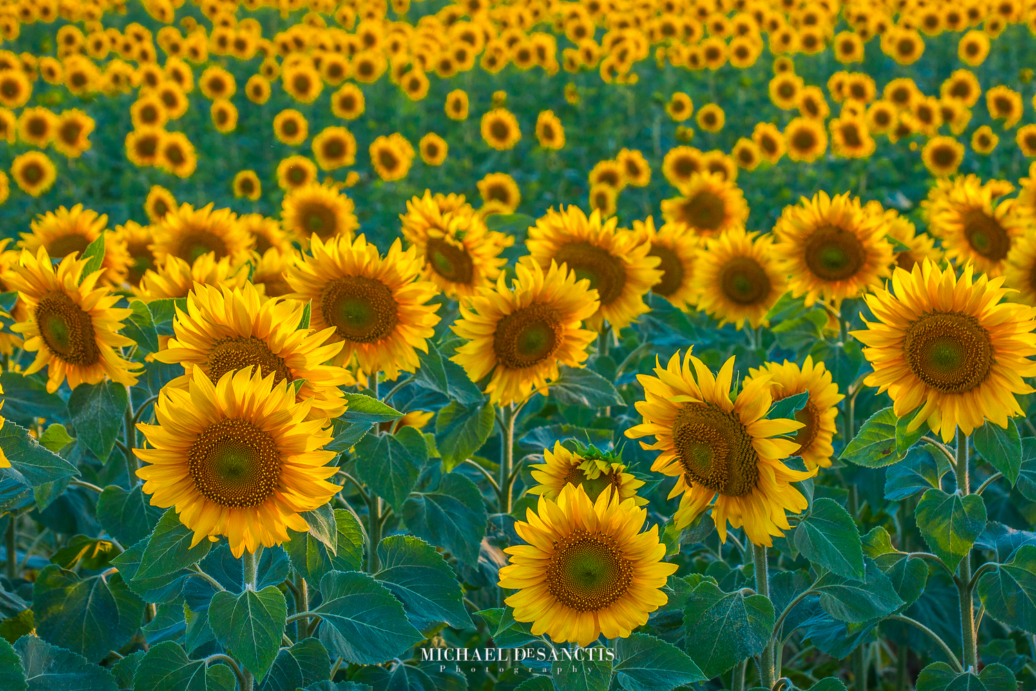 sunflowers