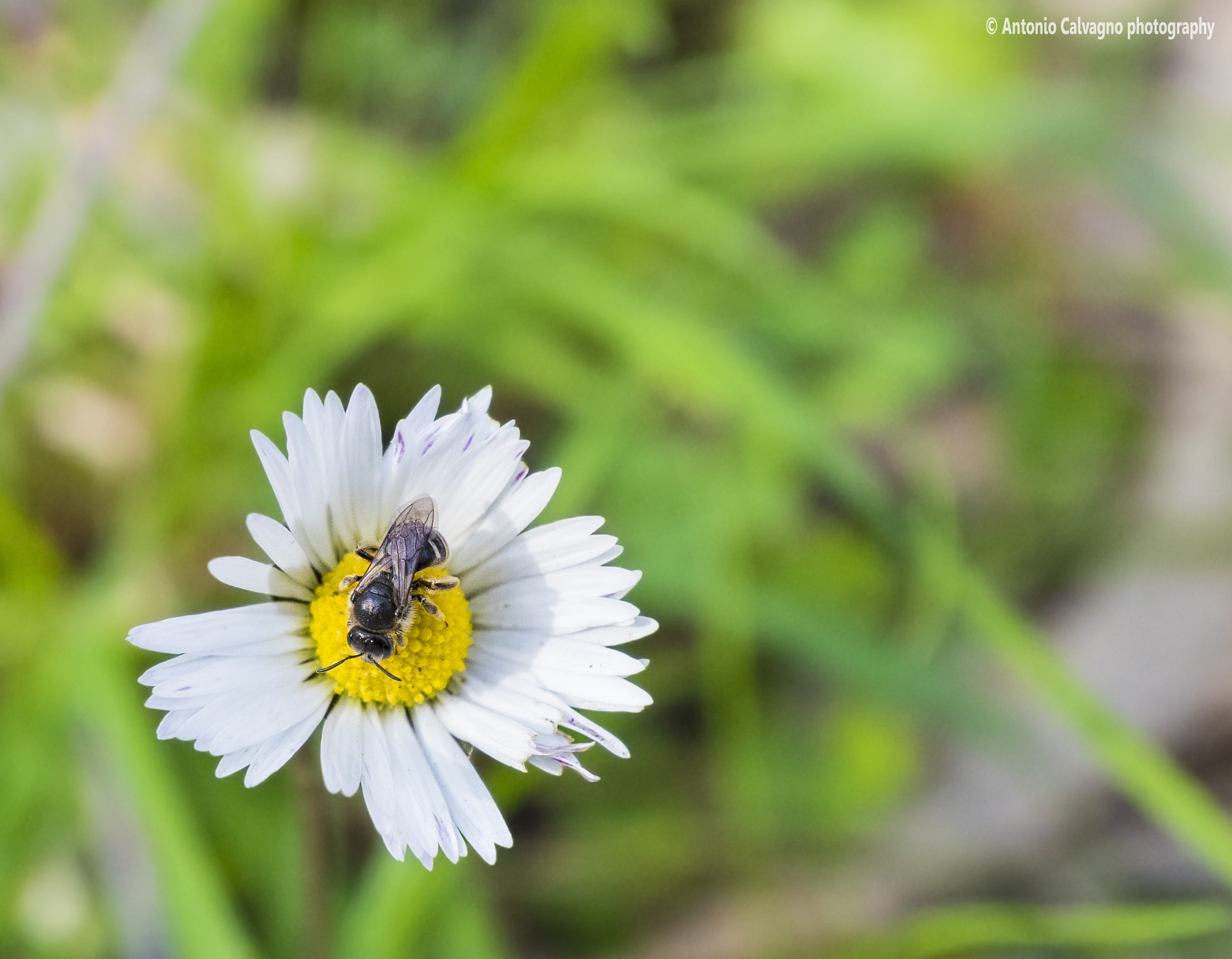 Beauty is also in the simplicity