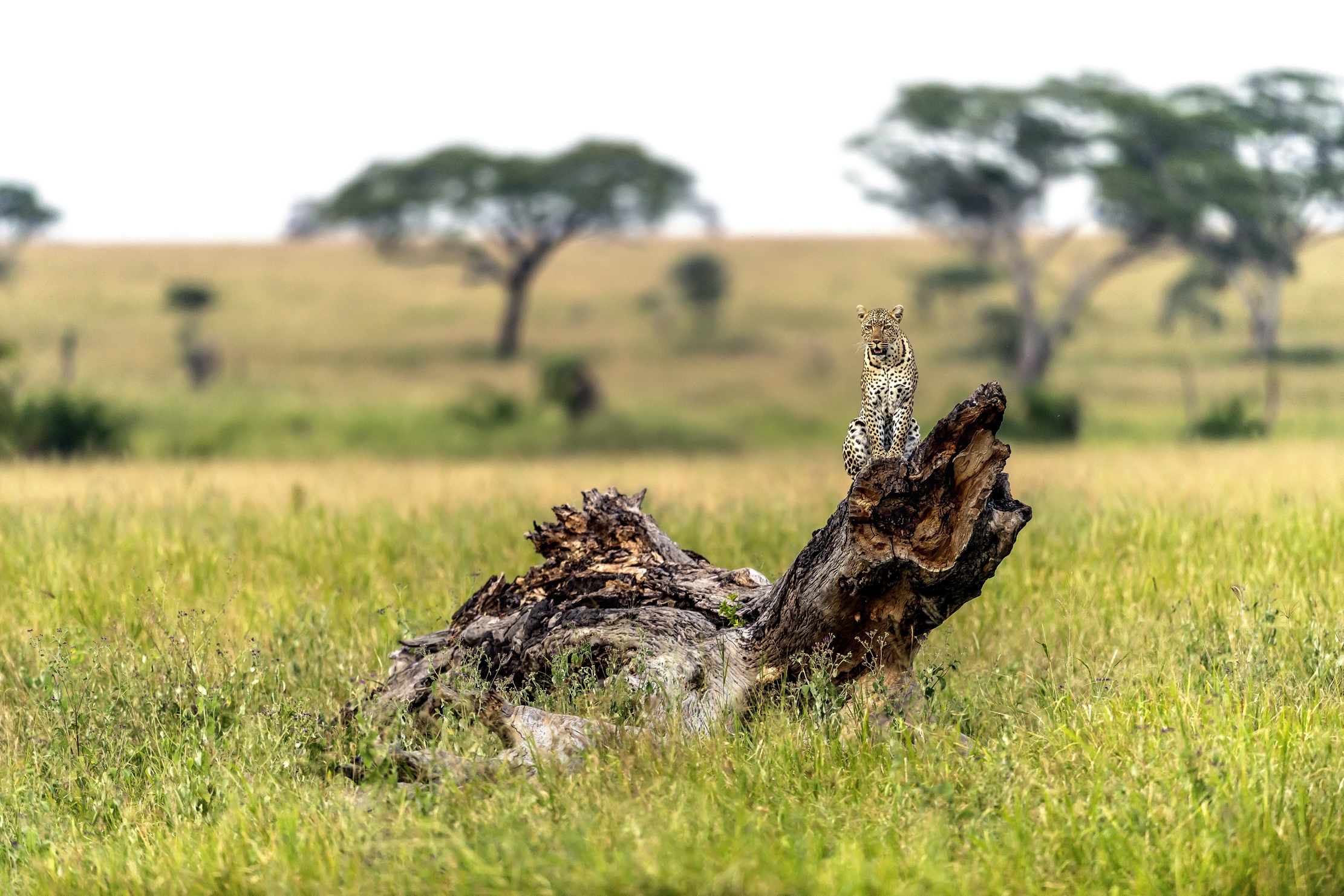 Tanzania 2016 - Sul calar della sera