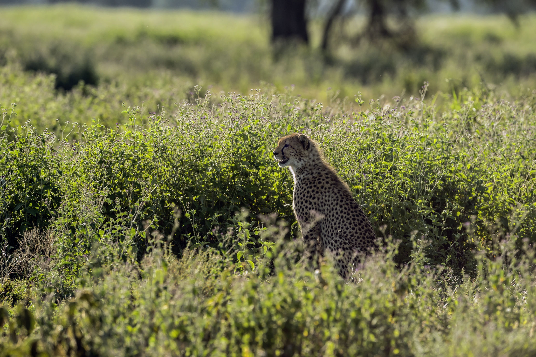 Tanzania 2016 - Al mattino