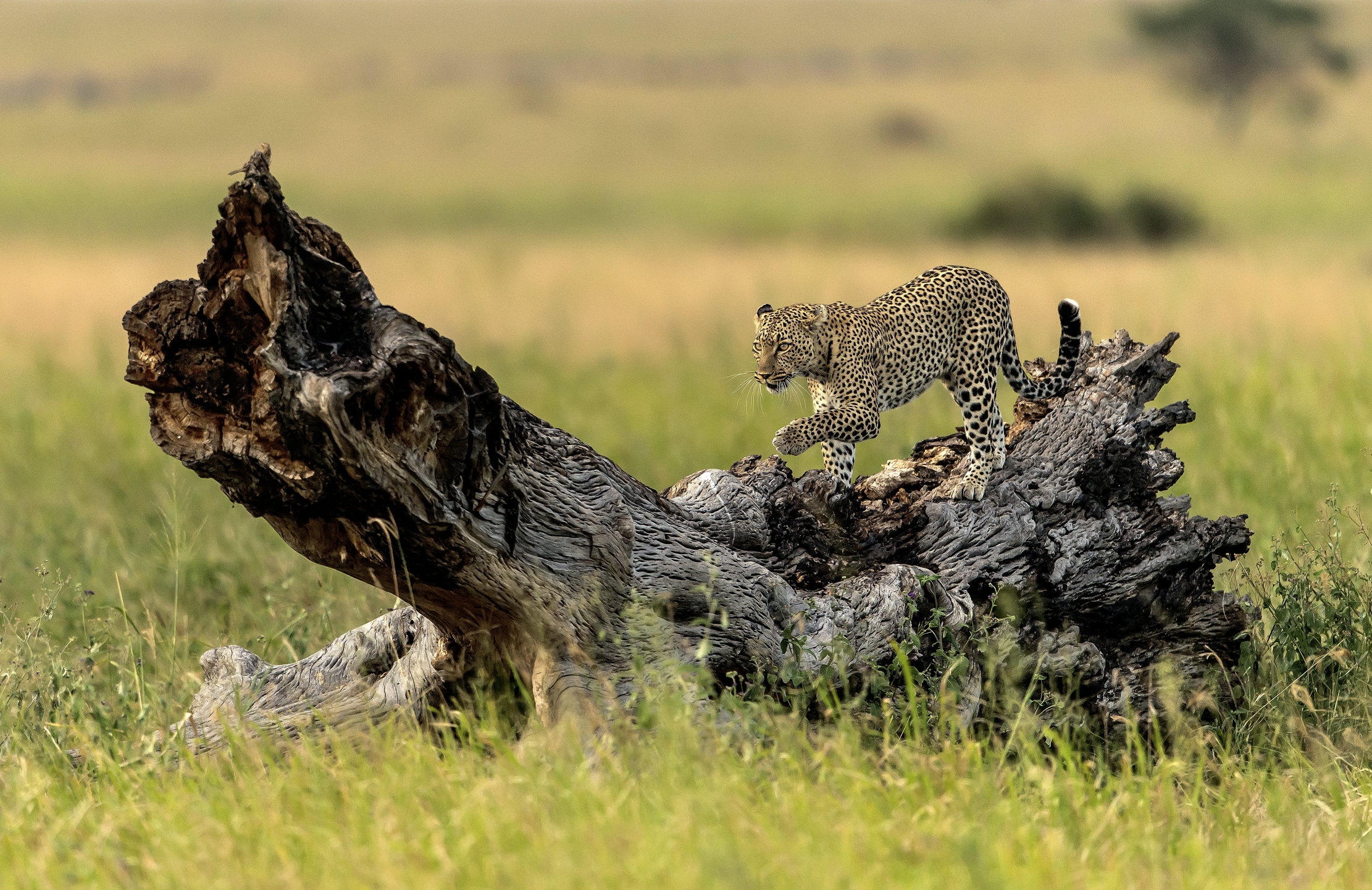 Tanzania 2016 - Serengheti