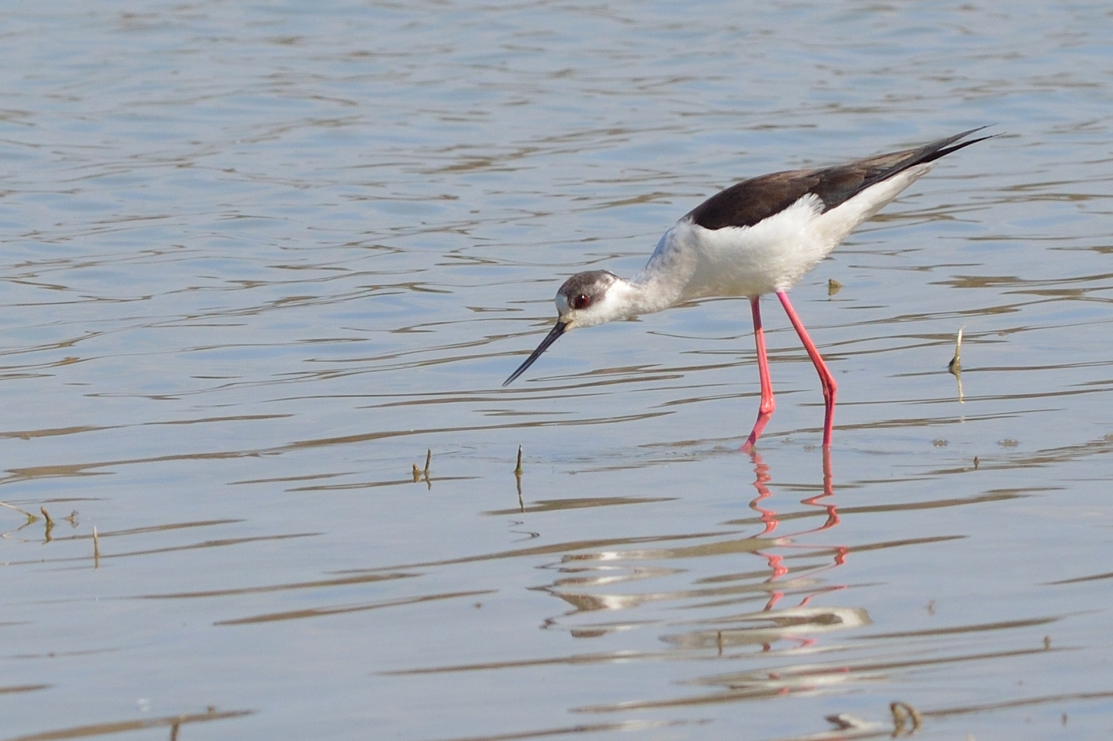 La classe non è acqua....