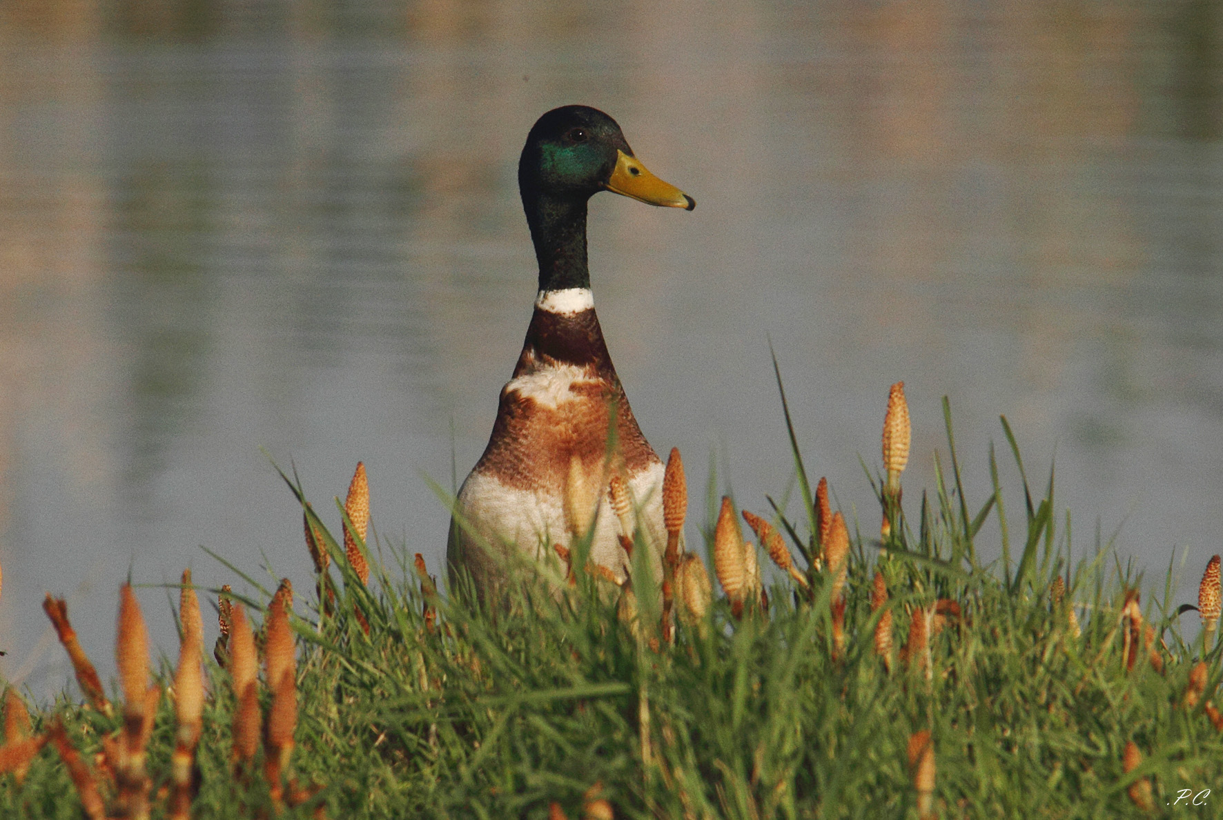 ritratto con vista stagno