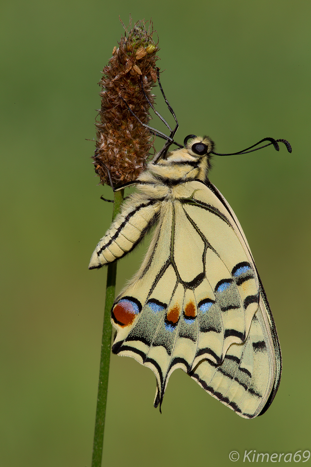 Papilio machaon
