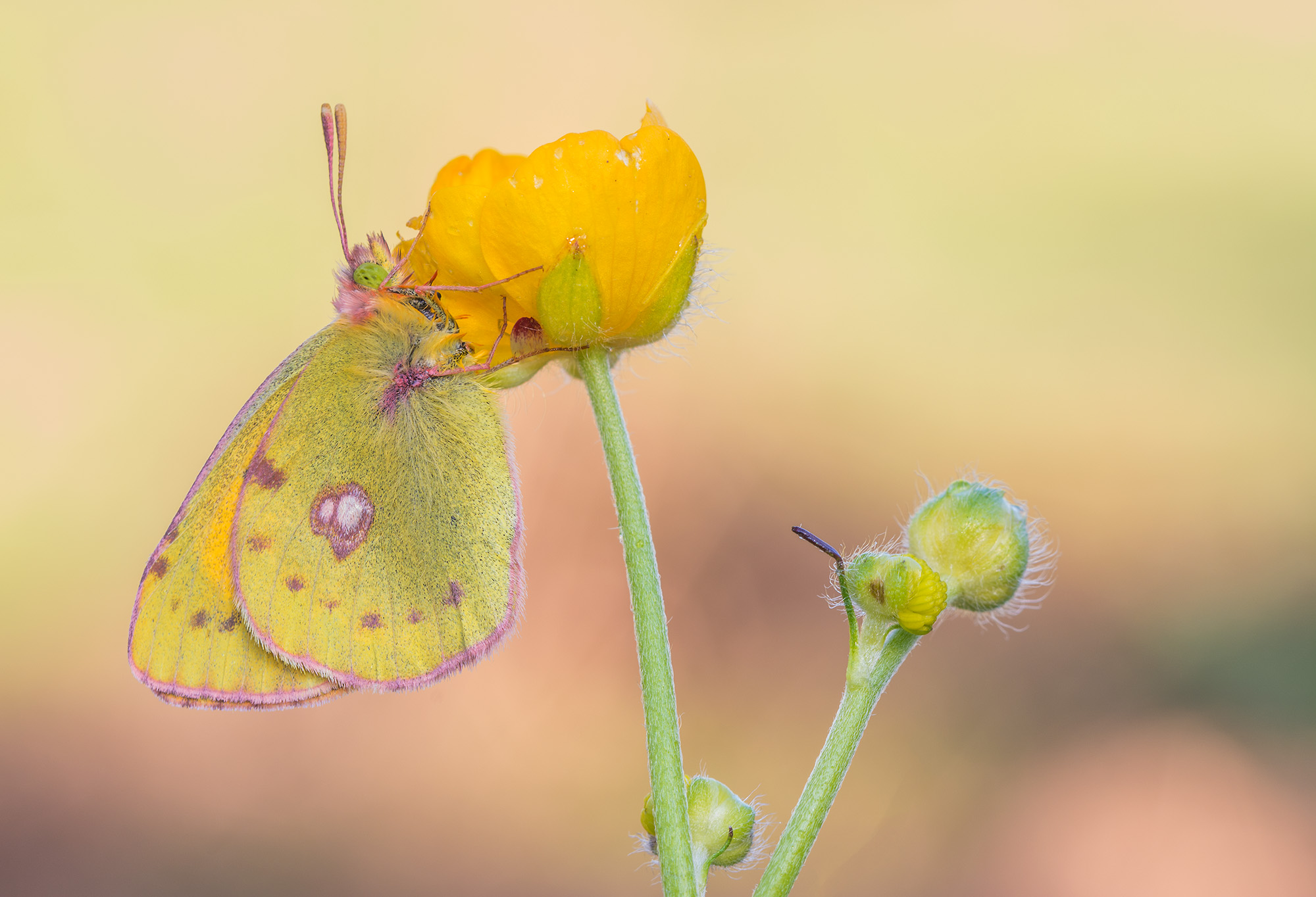 The first Colias