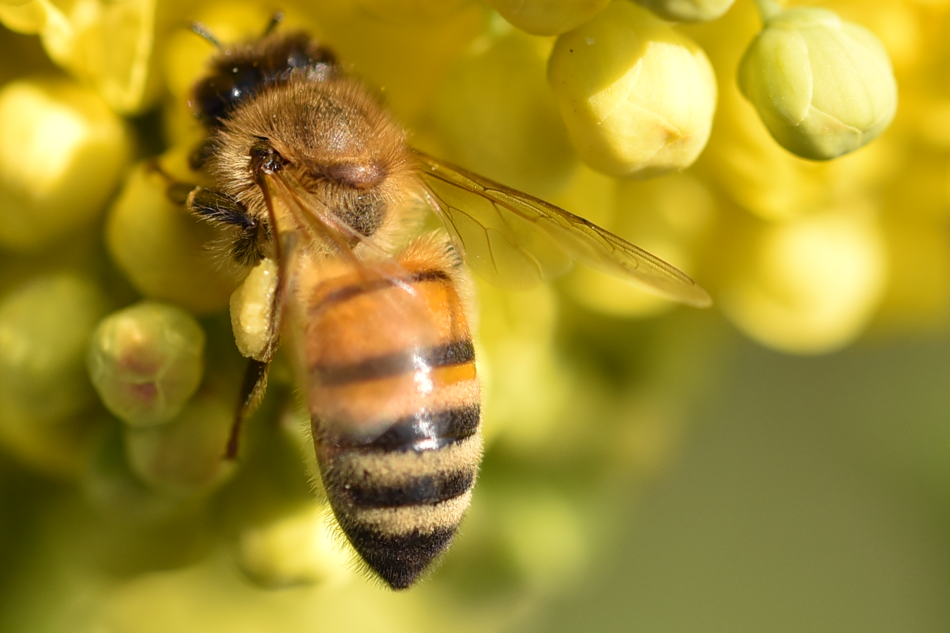 Bee