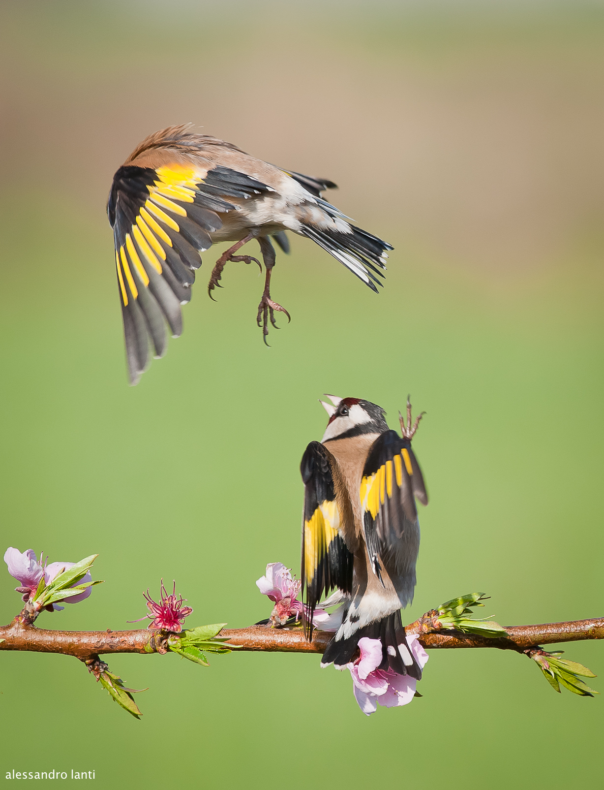 goldfinches