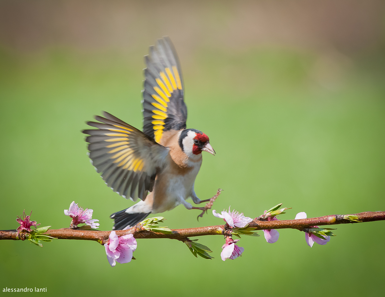 goldfinch