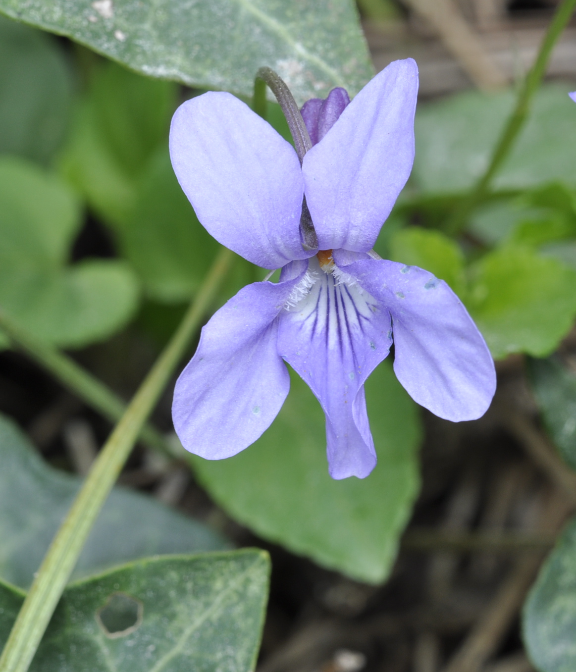 Viola sp.