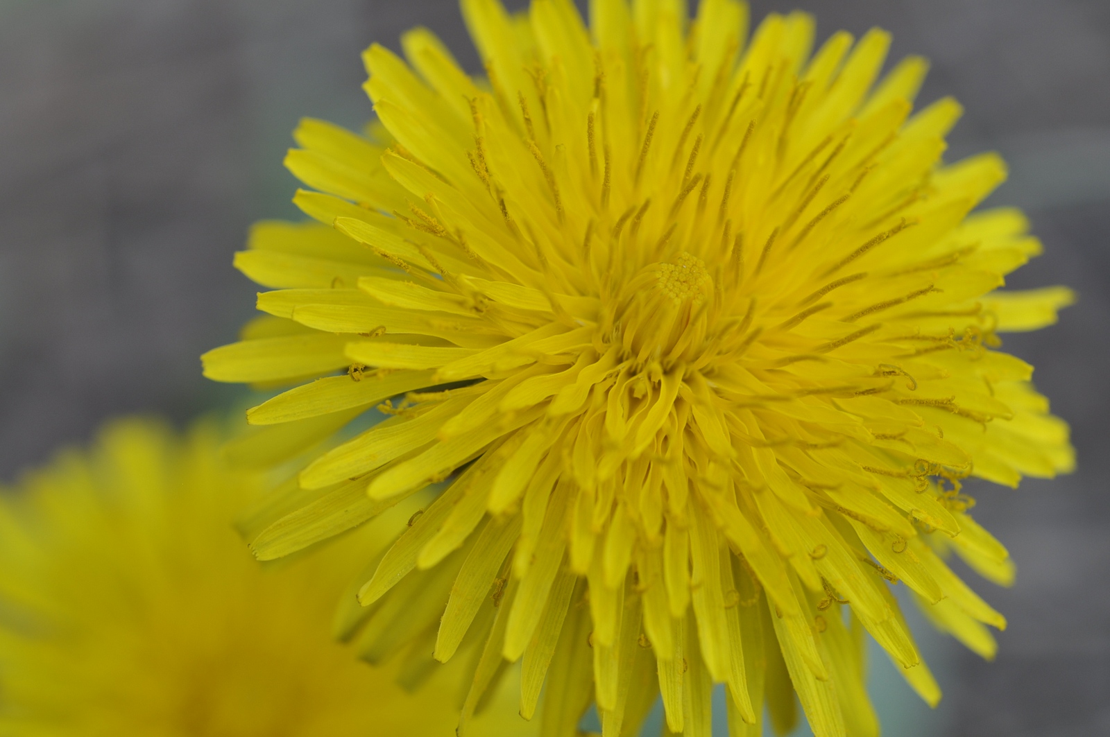 Taraxacum officinale (tarassaco)
