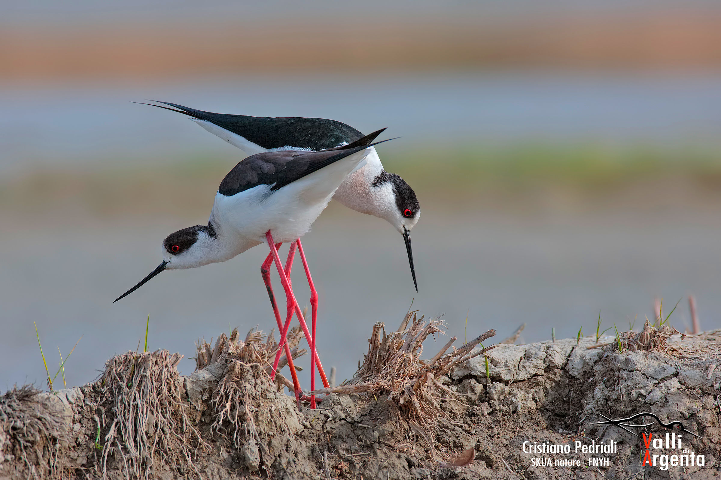 Knights of Italy .. first effusions ...