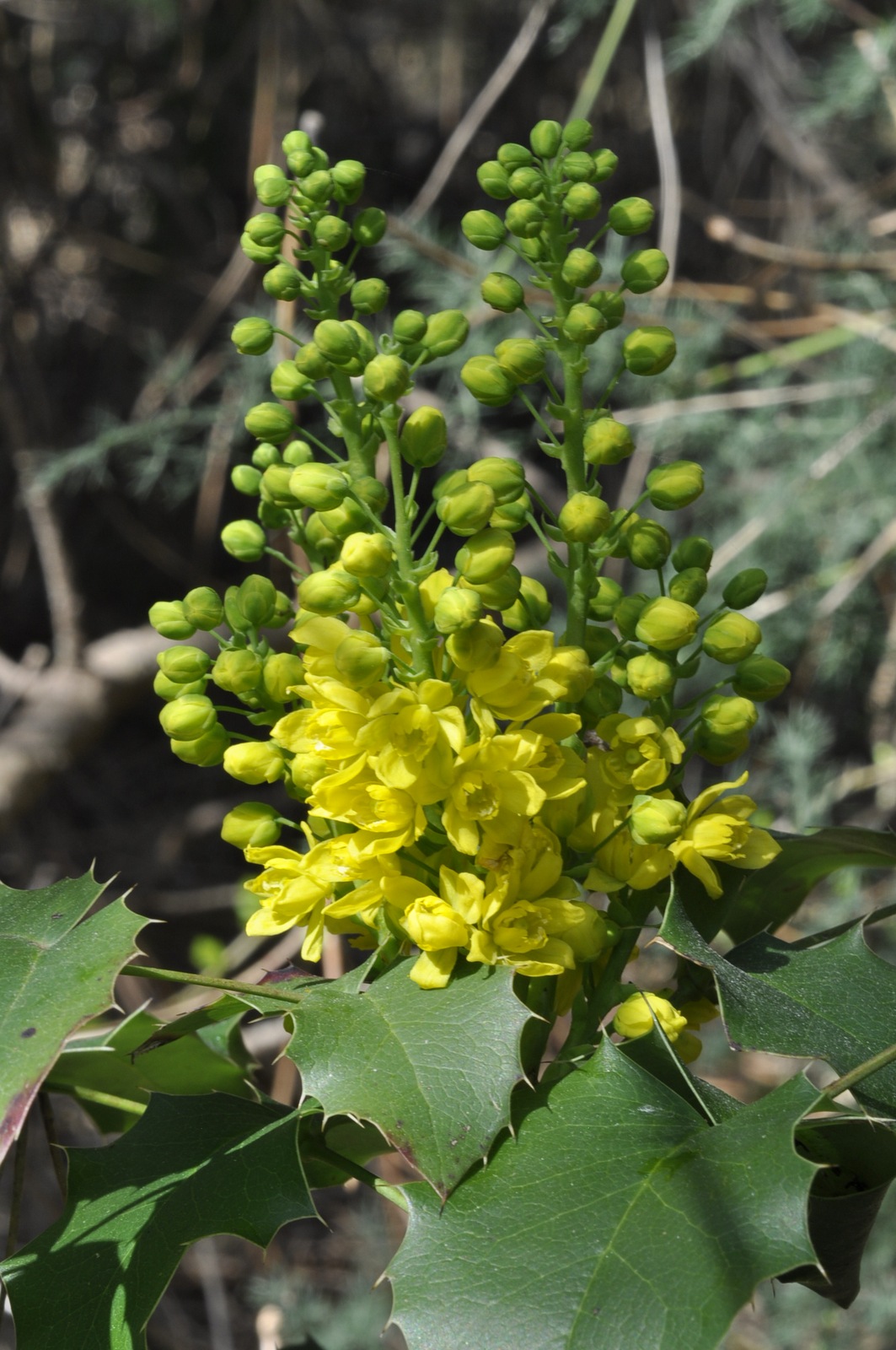 Mahonia