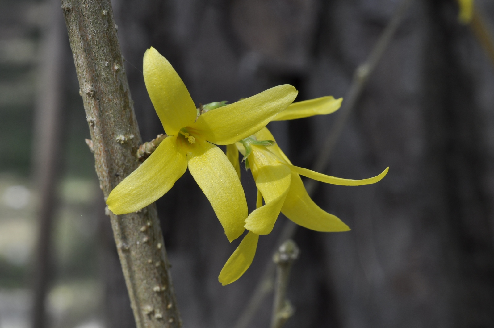 Forsythia
