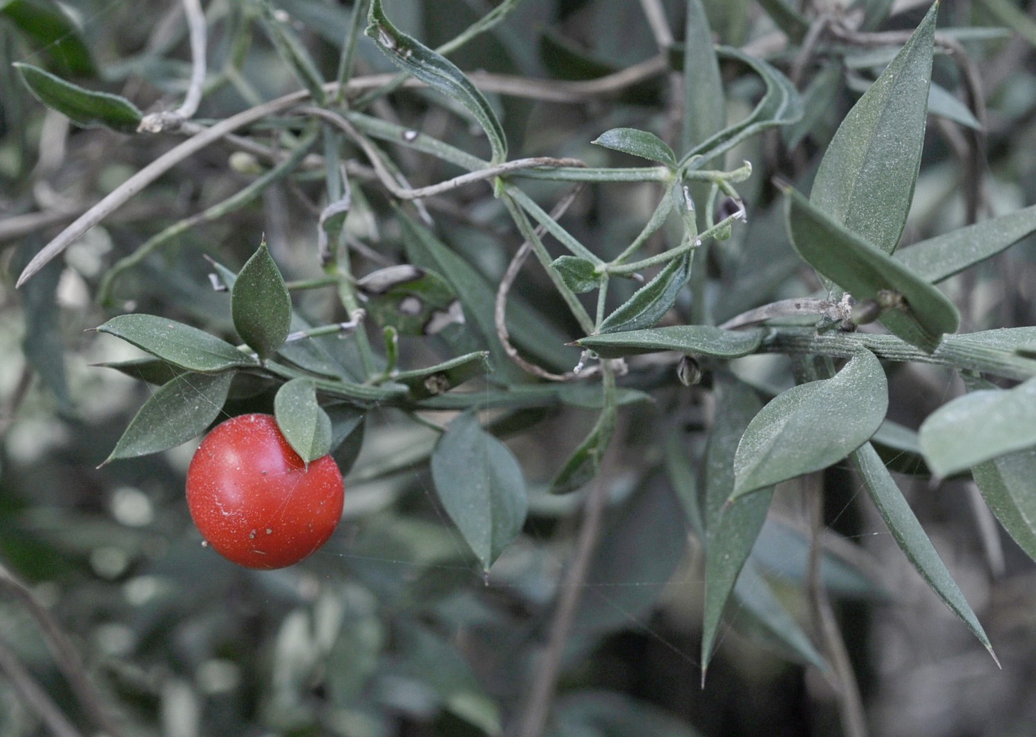 Ruscus aculeatus (pungitopo)
