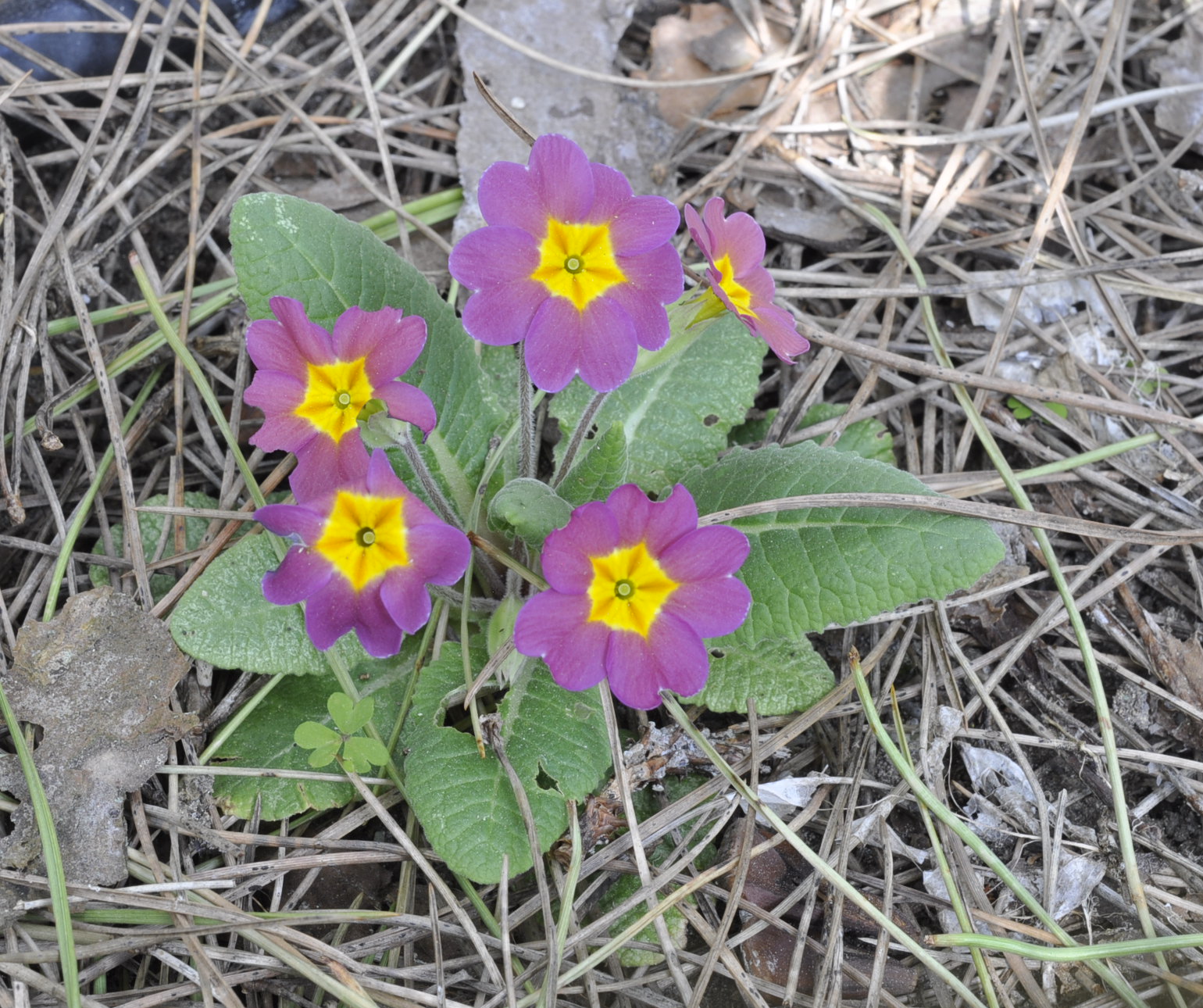 Primula sp.