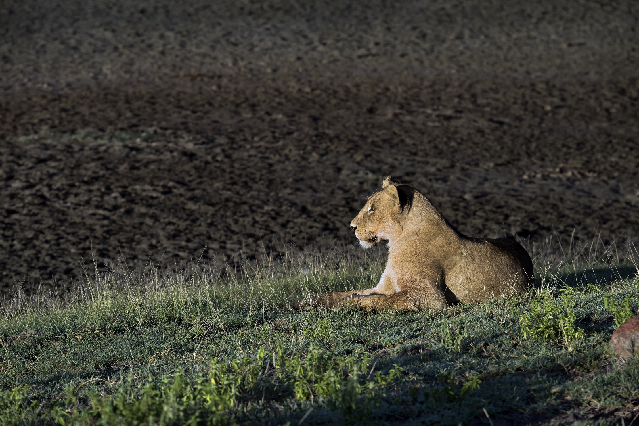 Tanzania 2016 - Alla luce del mattino