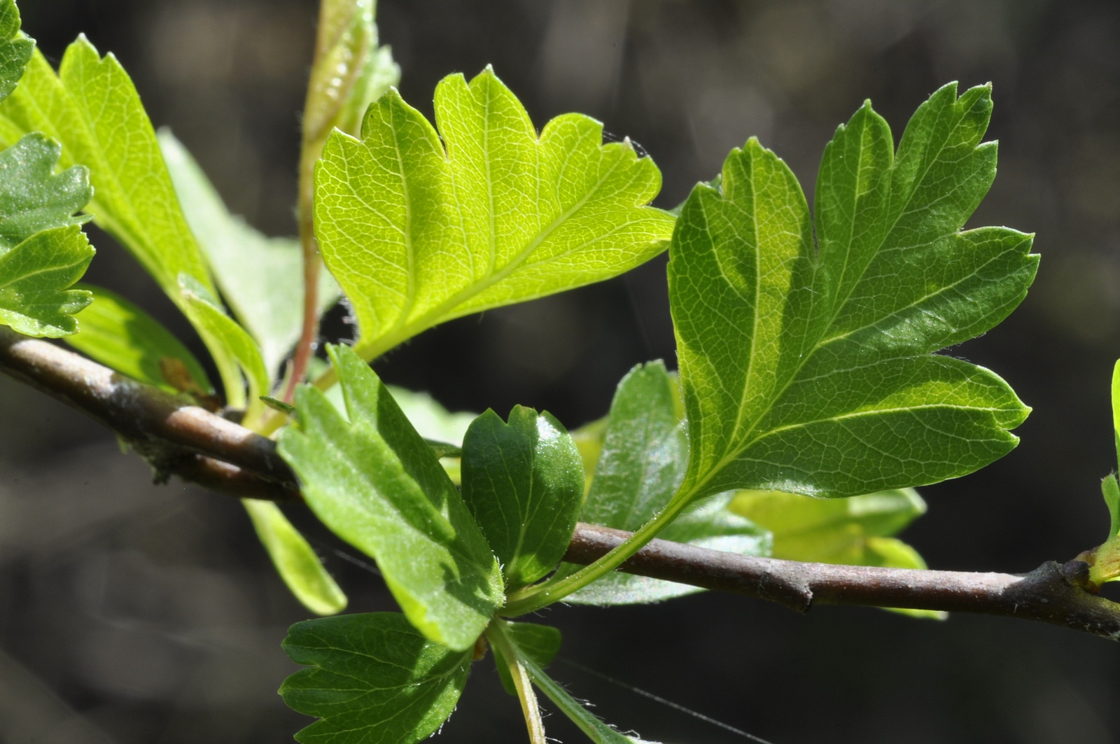 Crataegus monogyna (biancospino)