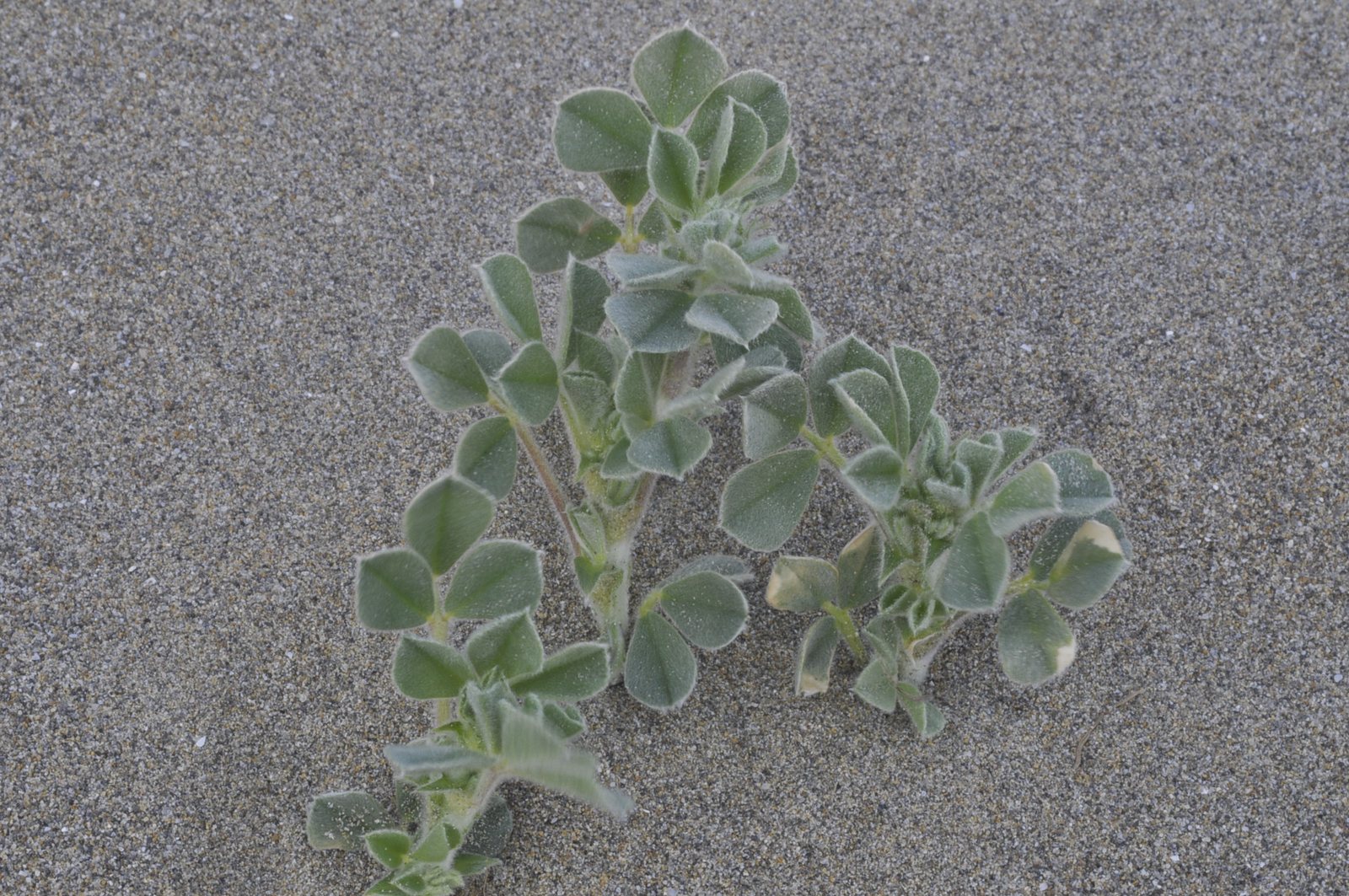 Medicago marina (erba medica marina)