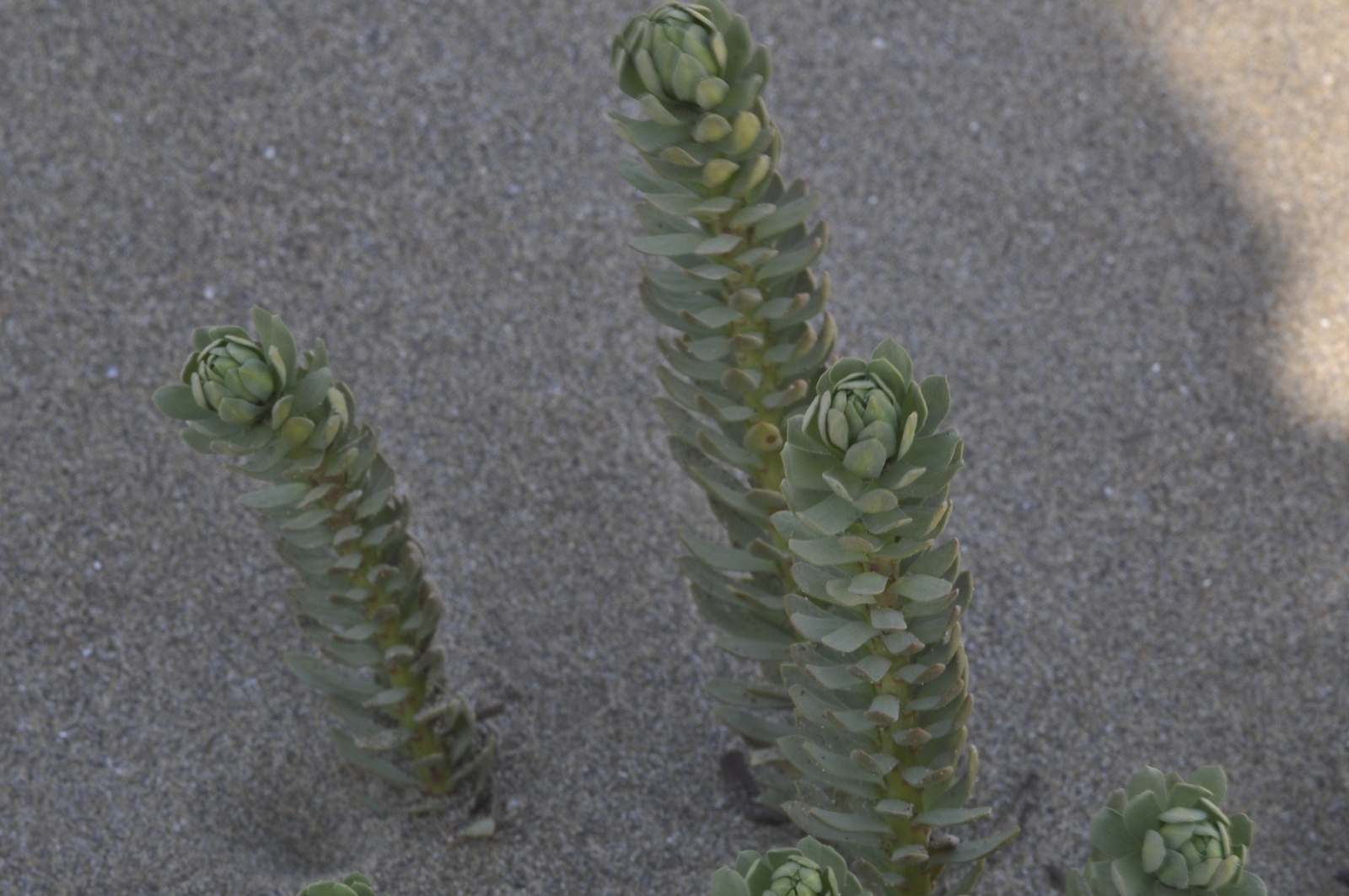Euphorbia paralias