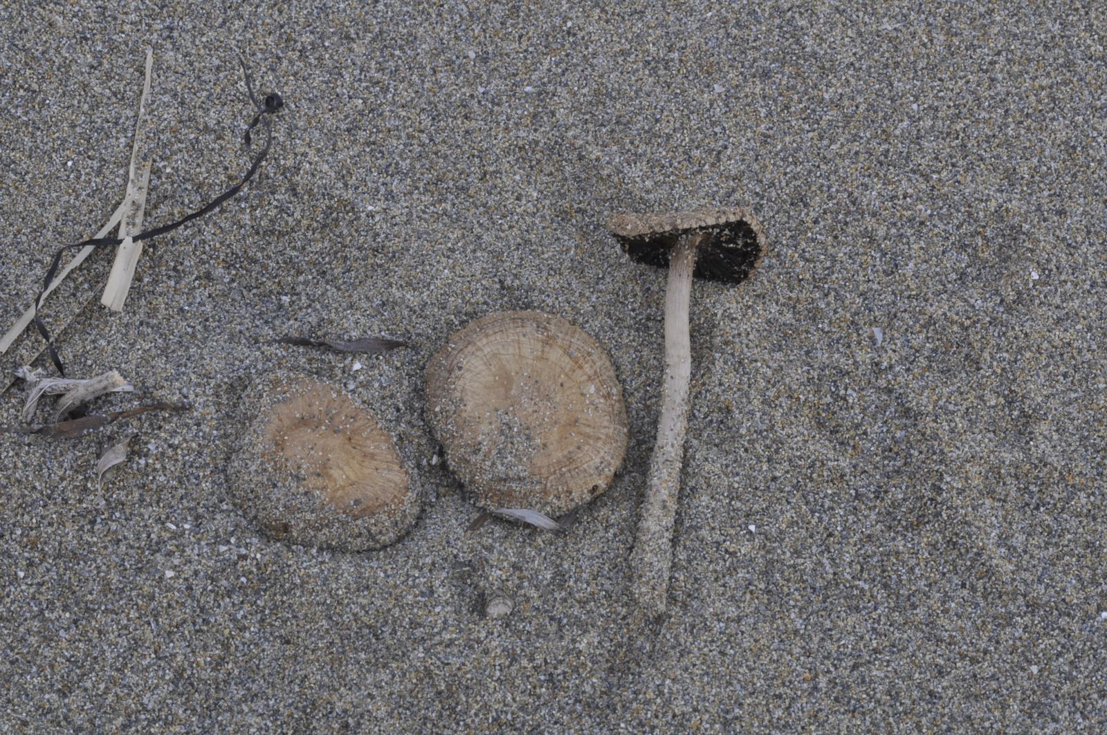 Psathyrella ammophyla