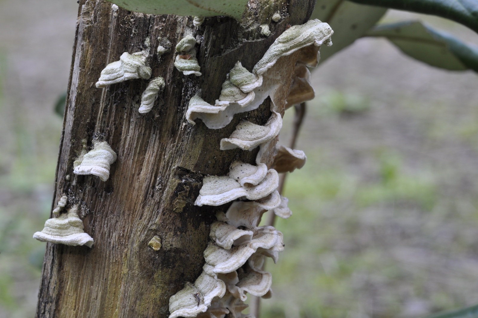 Trametes (?)