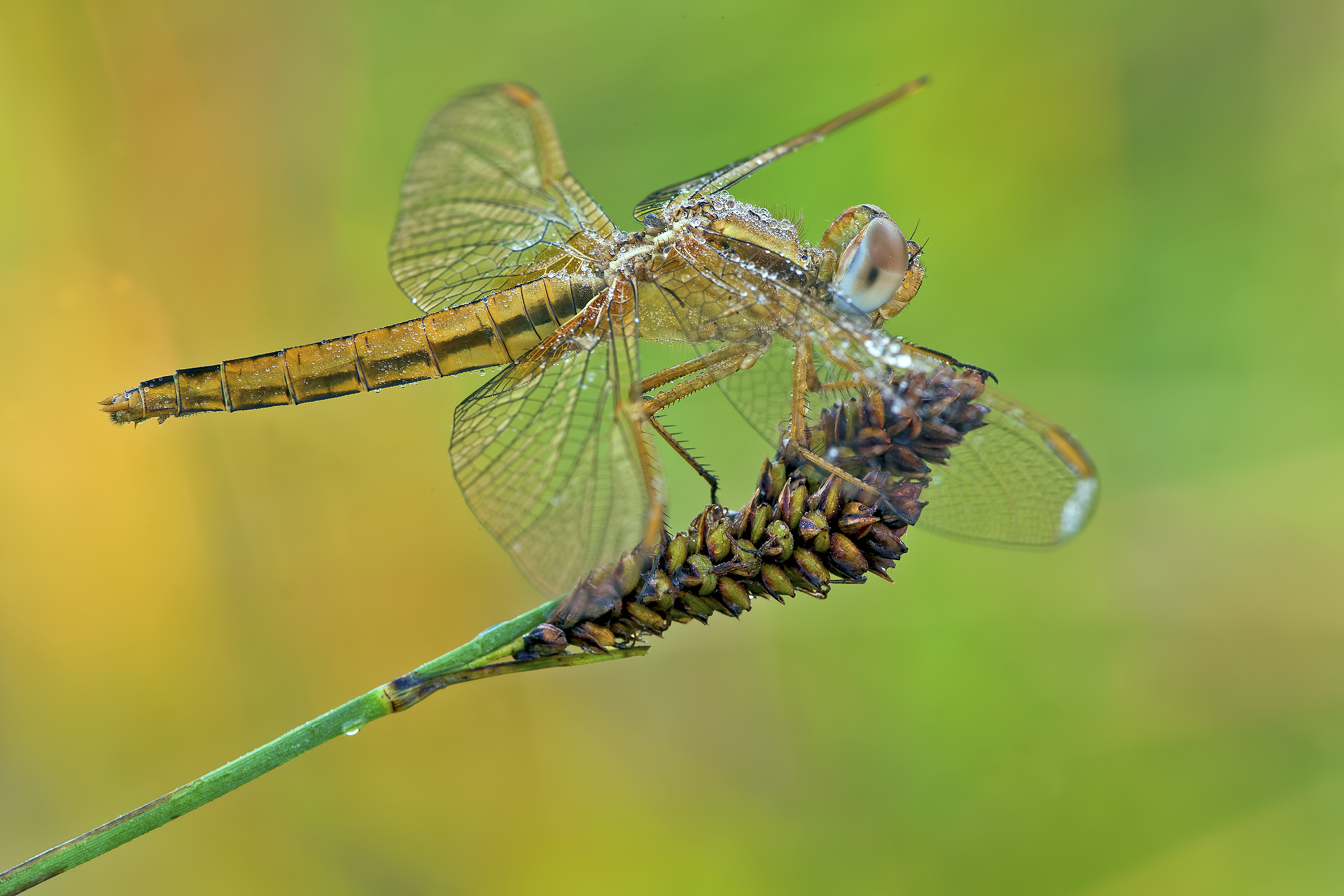 libellula con rugiada