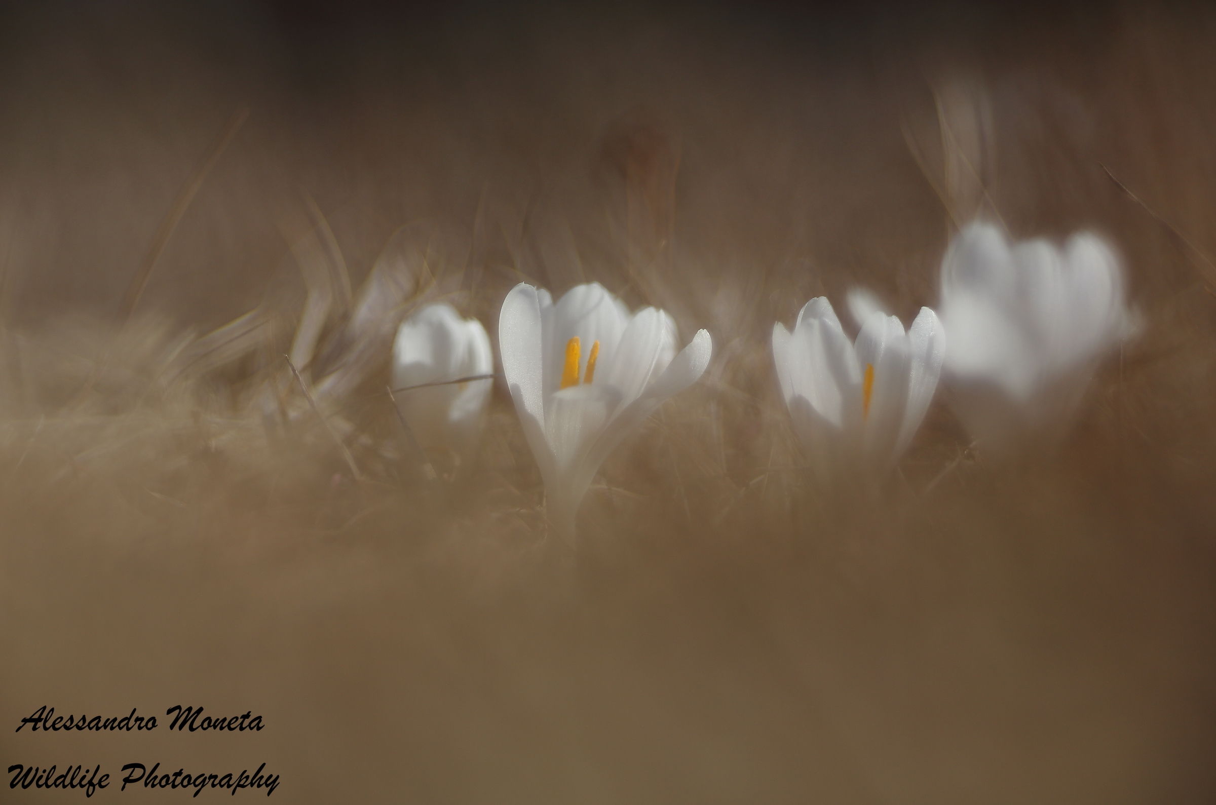Crocus