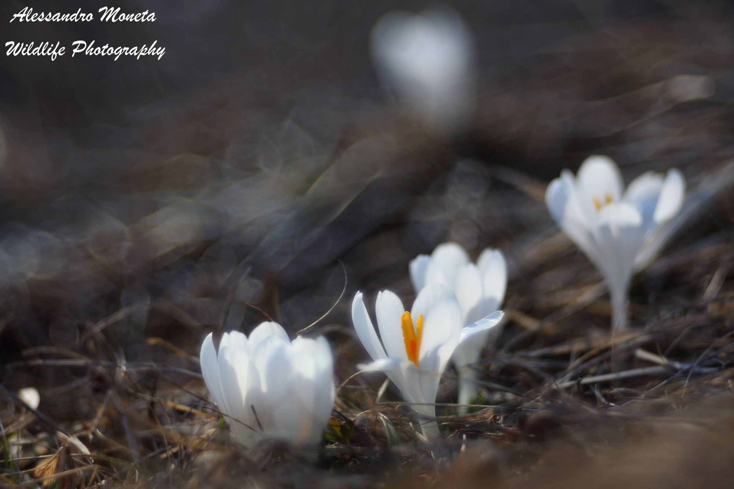 Crocus