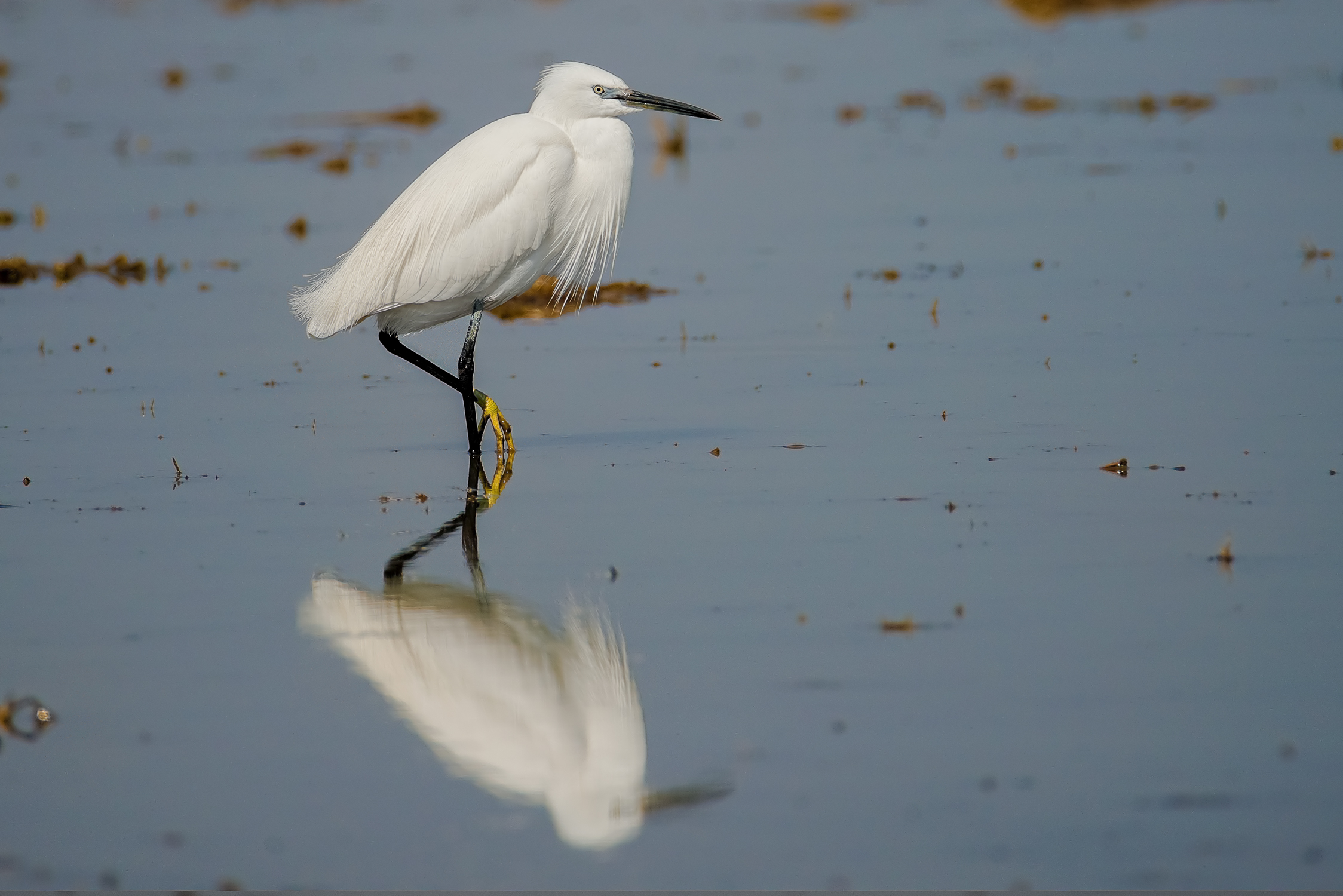 Egretta la garzetta ..
