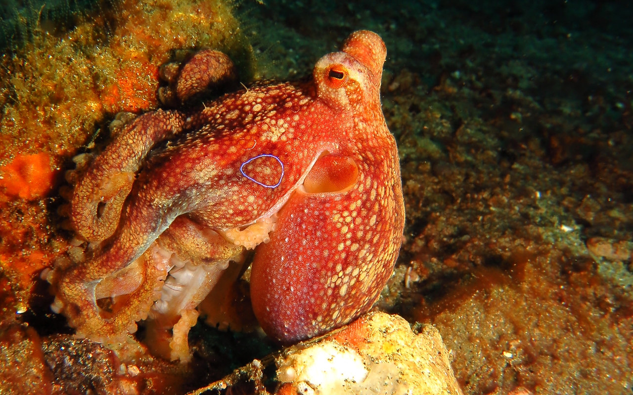 Octopus siamensis