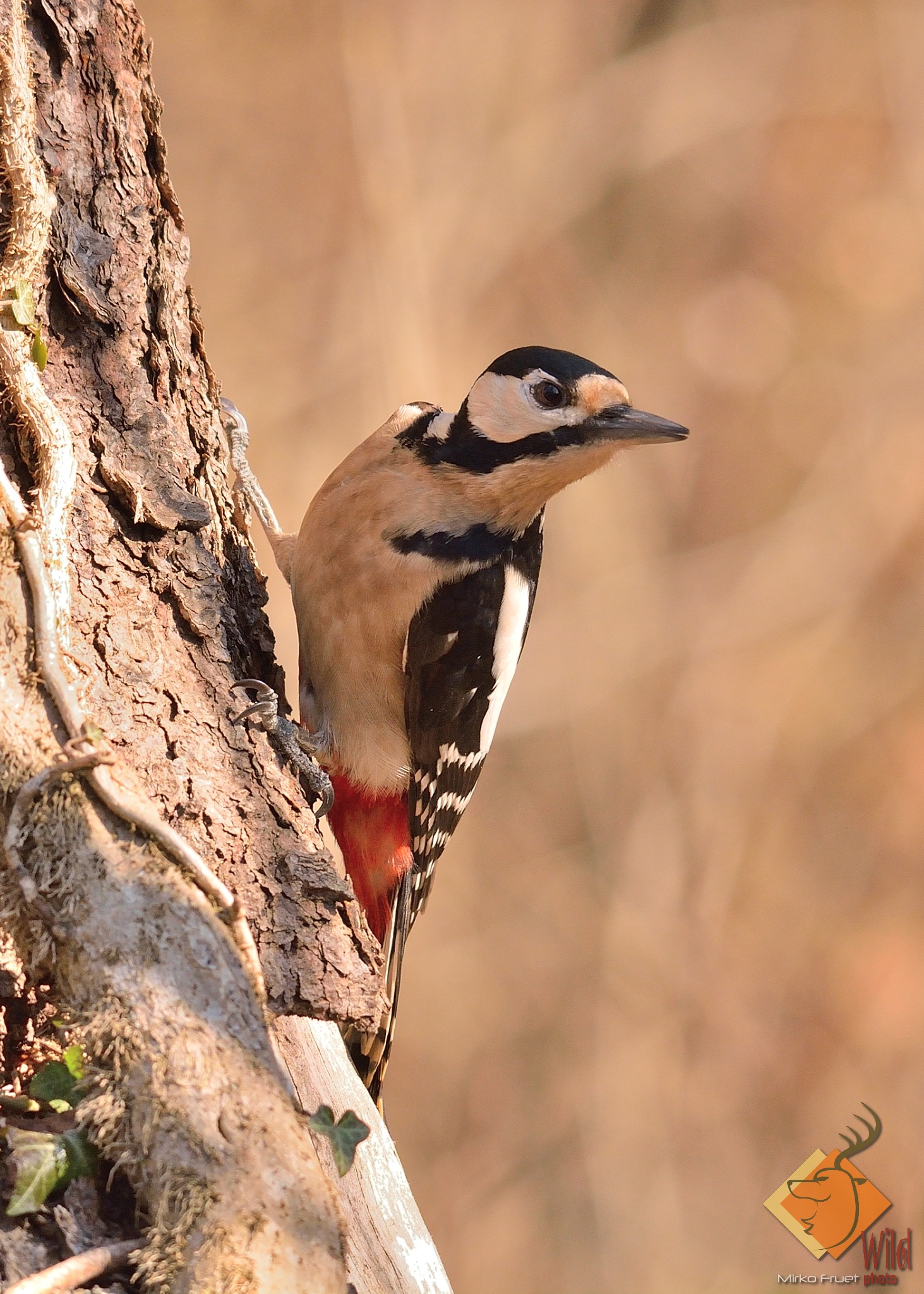 Picchio rosso maggiore