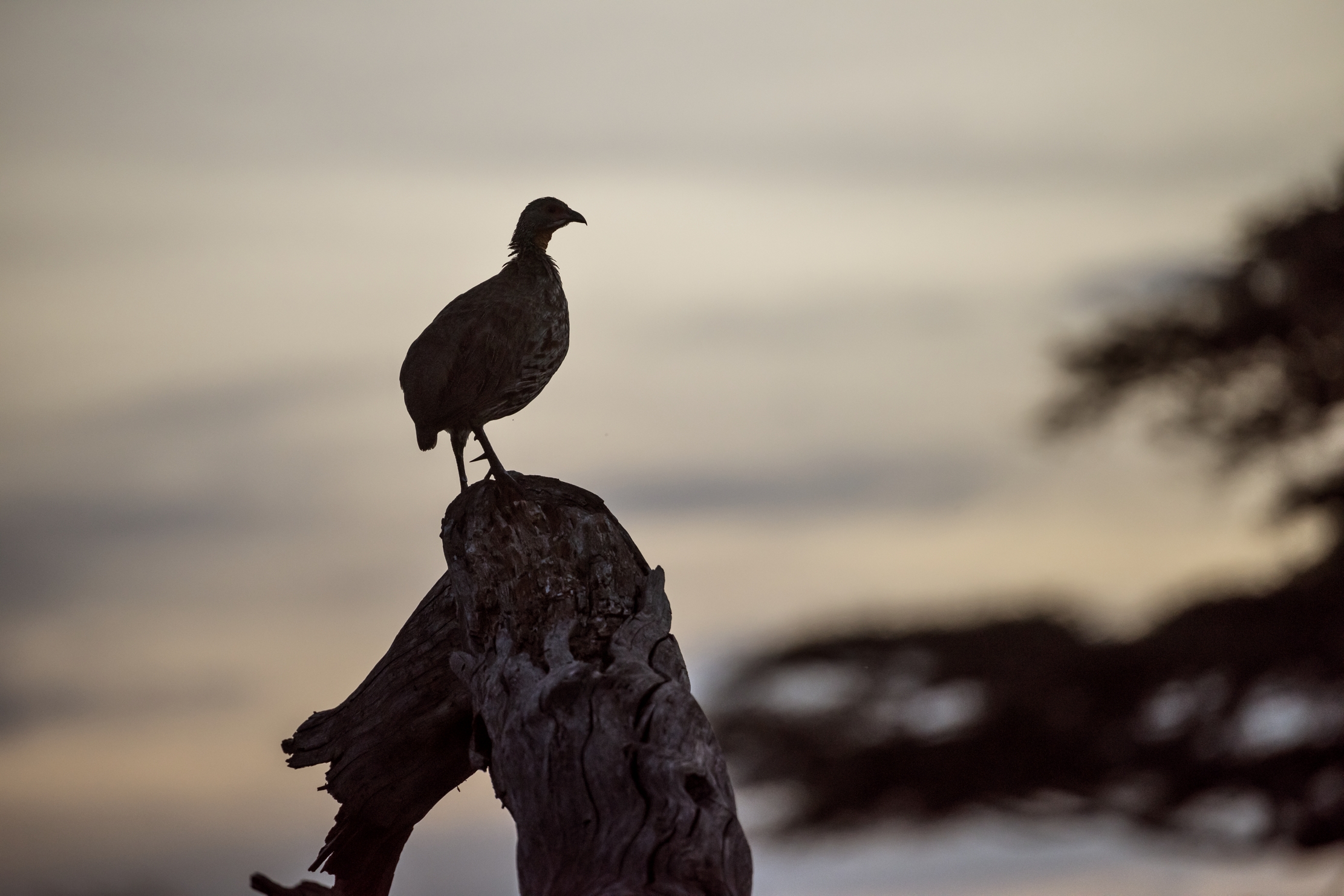Tanzania 2016 - Francolino