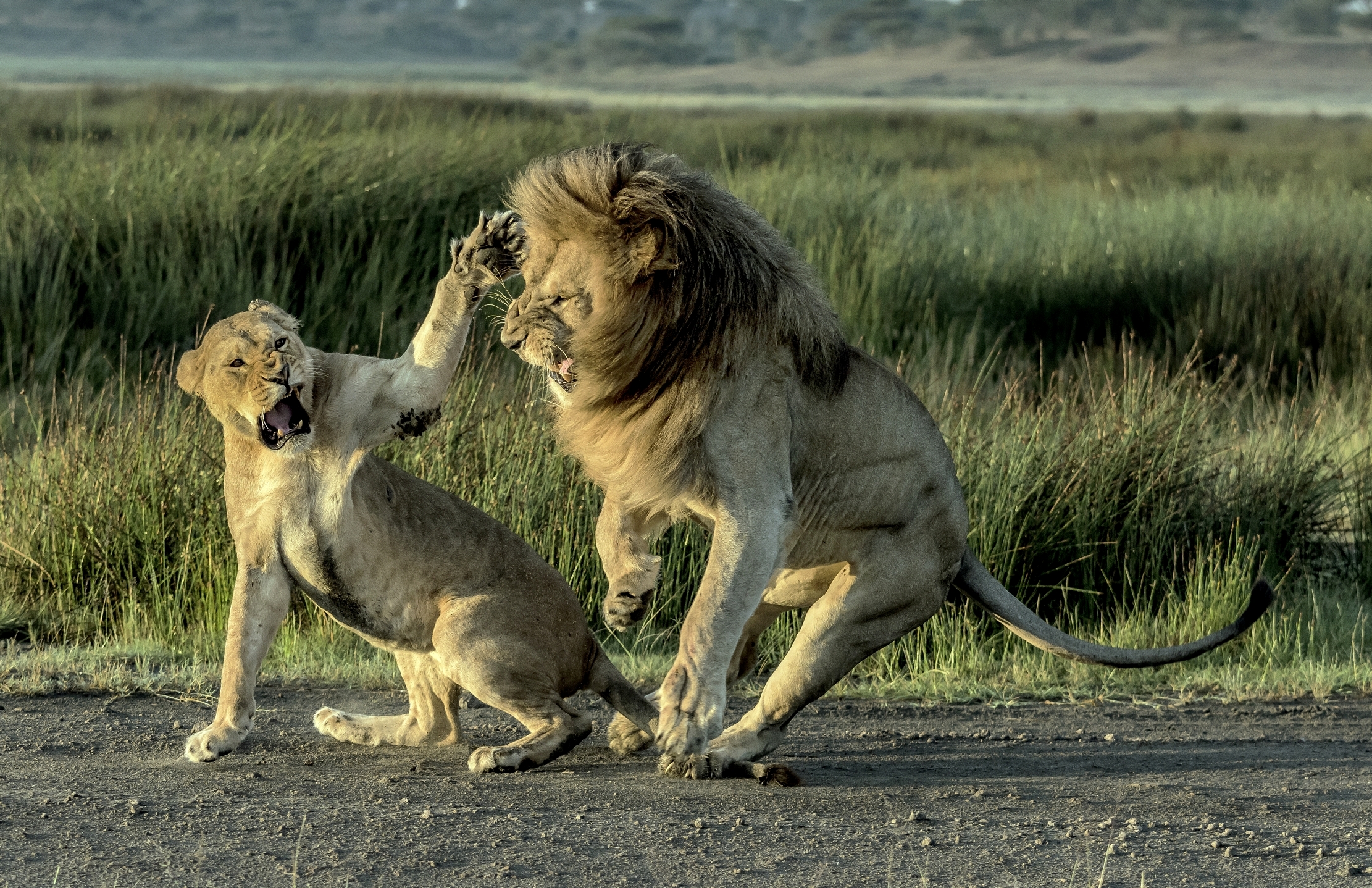 Tanzania 2016 - La coppia scoppia