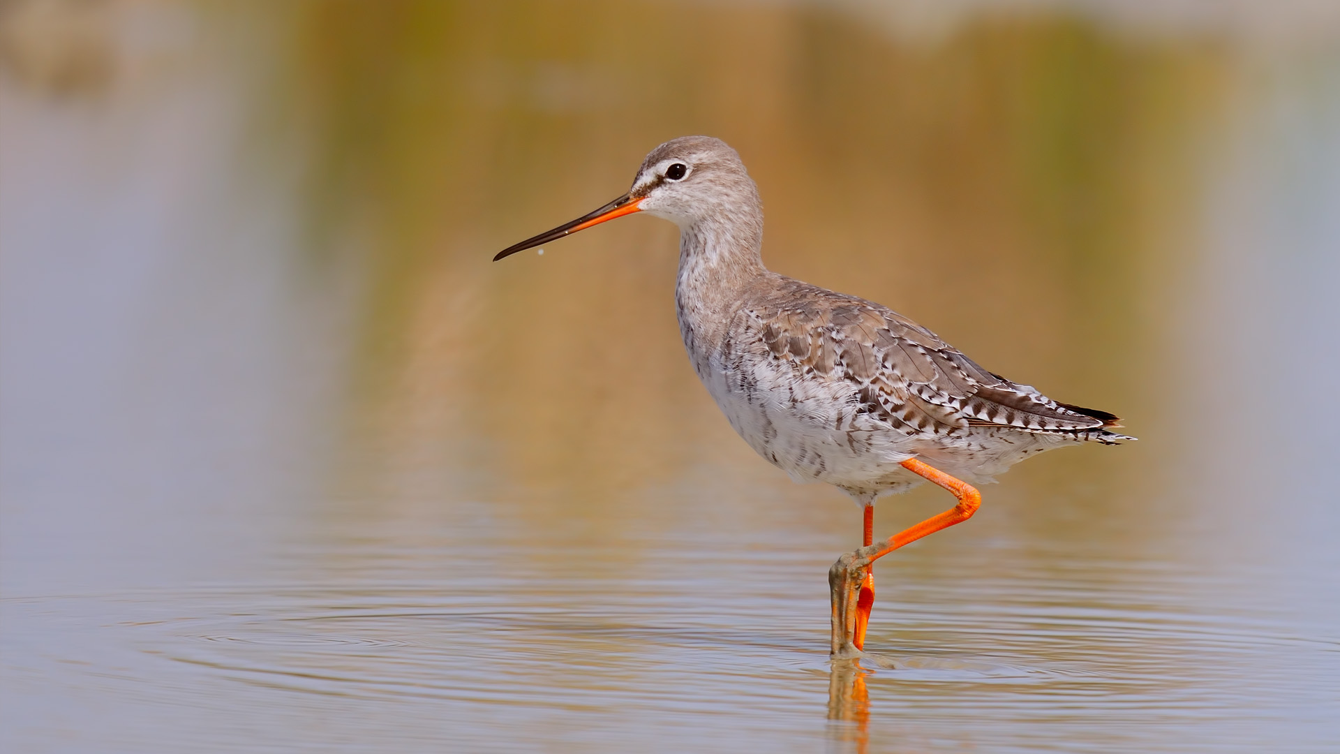 Tringa erythropus »pettegola Spotted