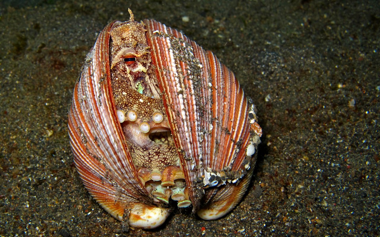 Nascondiglio in bivalve
