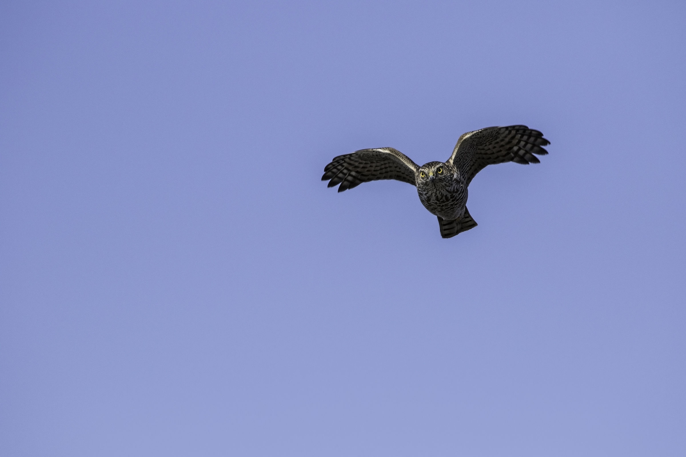 così sembra un gufo