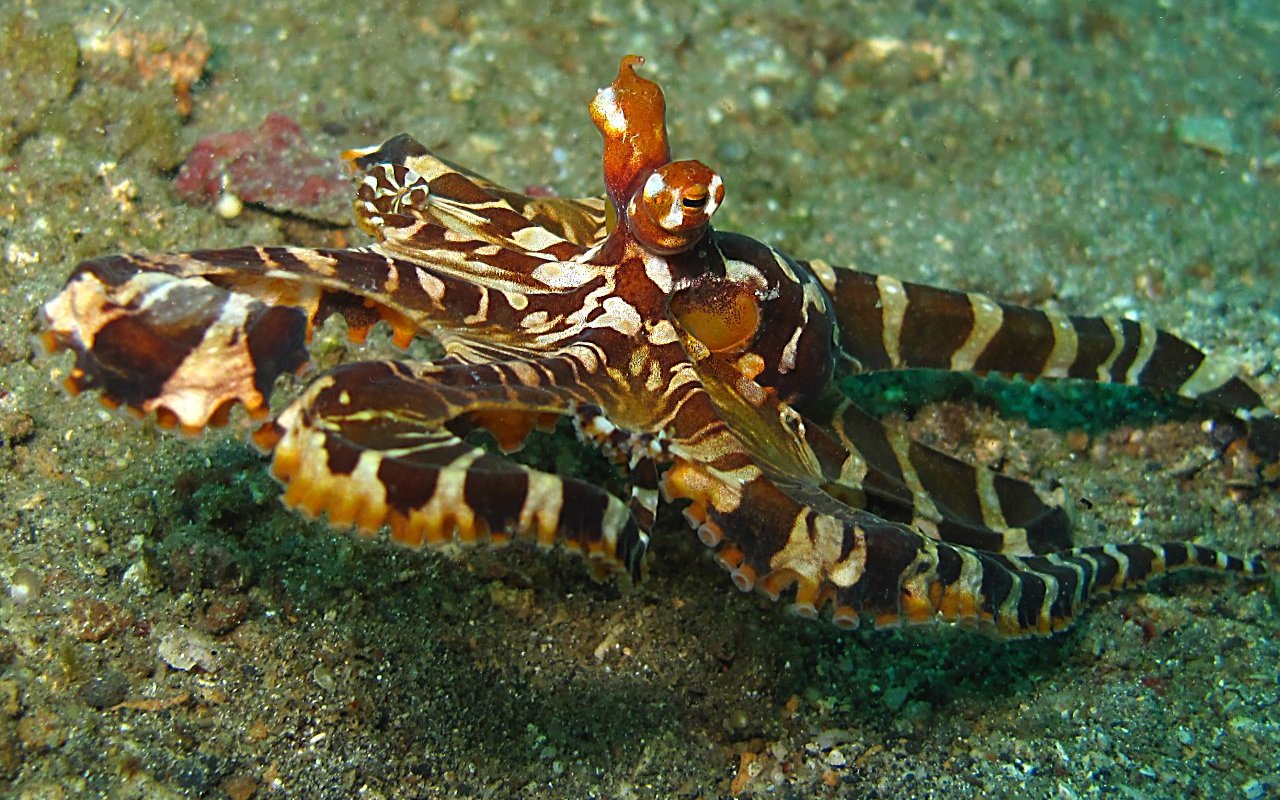 Wunderpus photogenicus