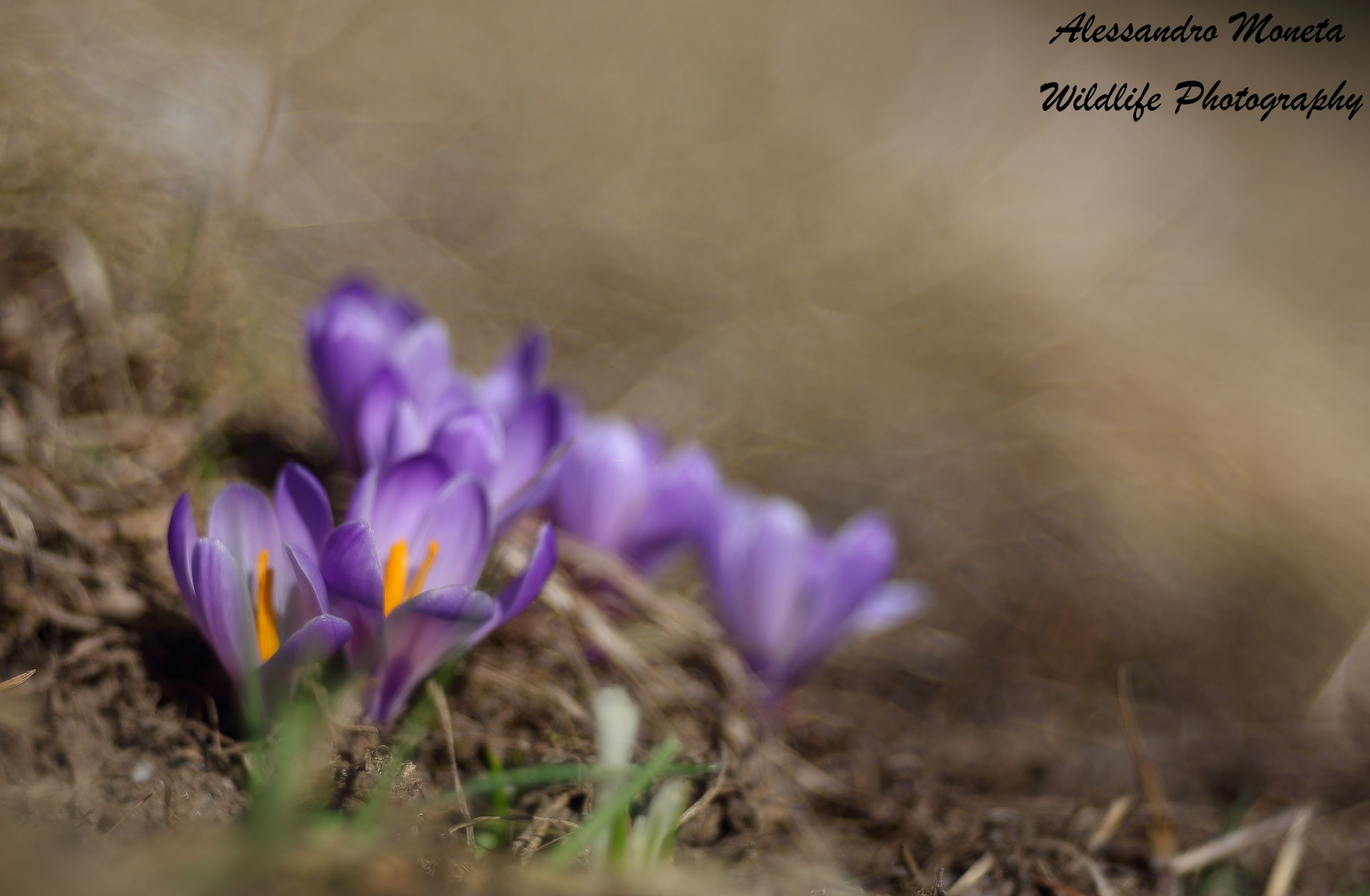 Crocus