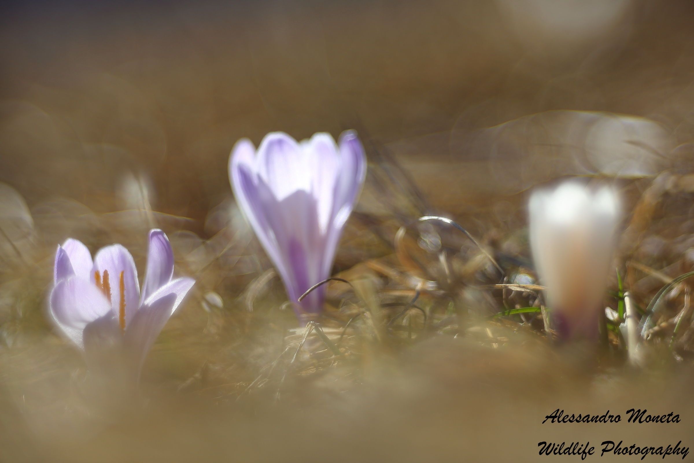 Crocus