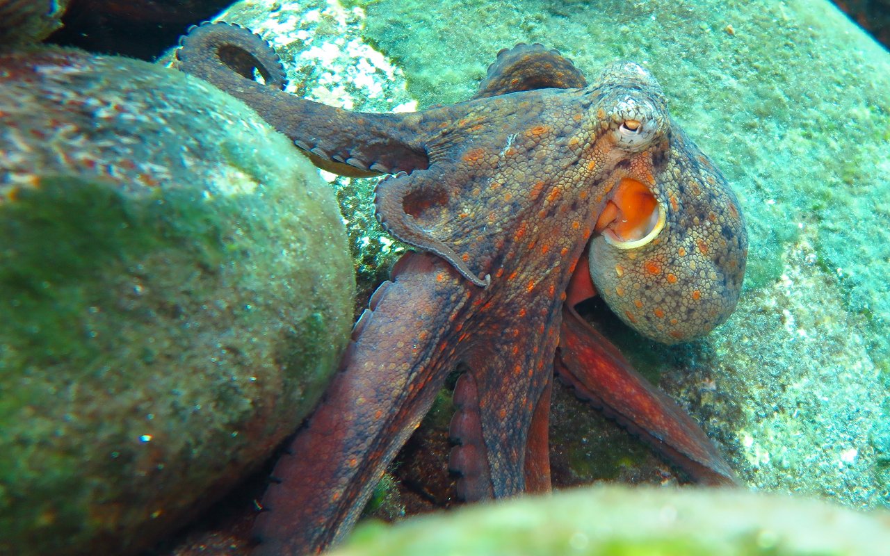 Tentacolo ricrescente