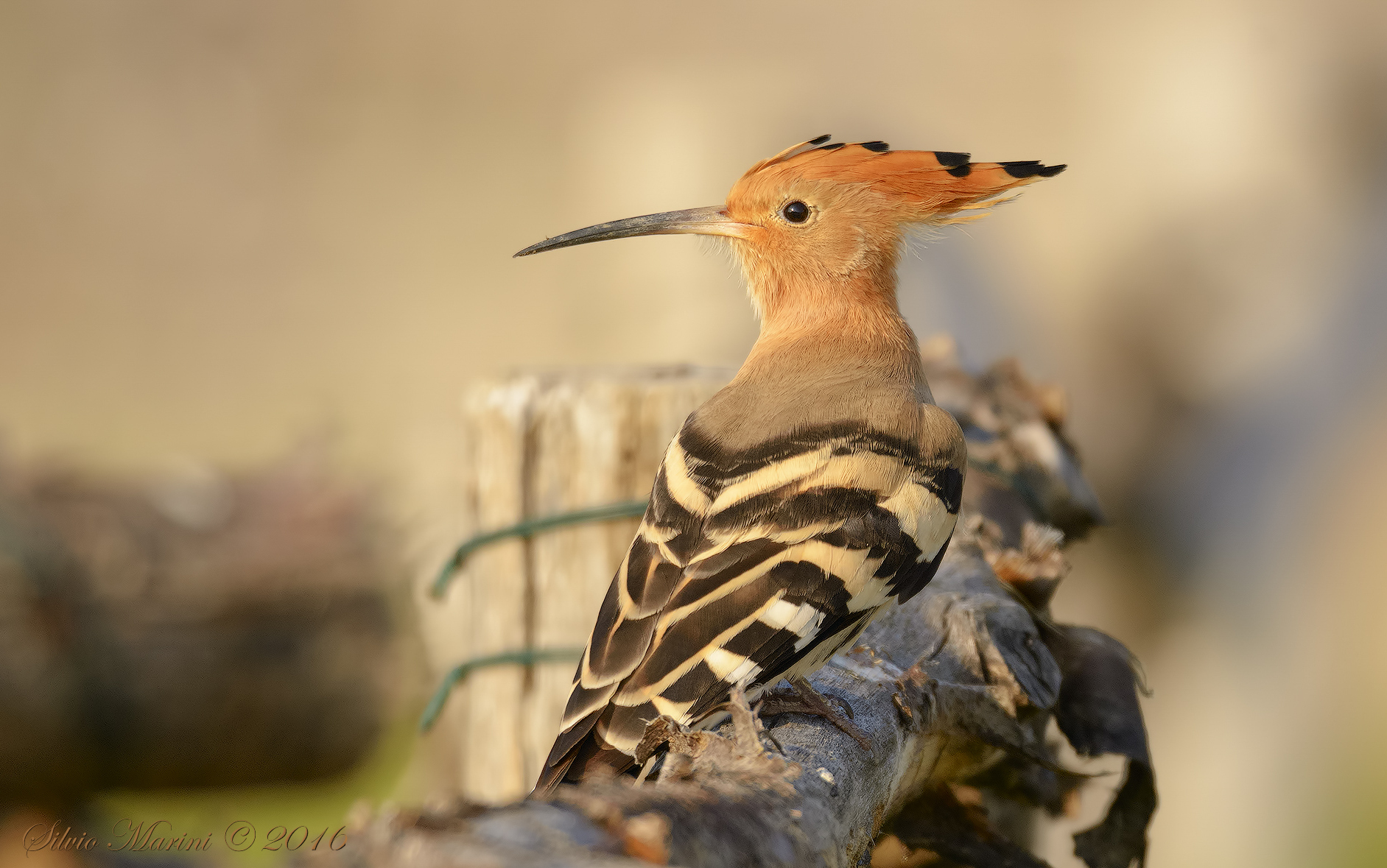 'Hoopoe (Upupa epops)