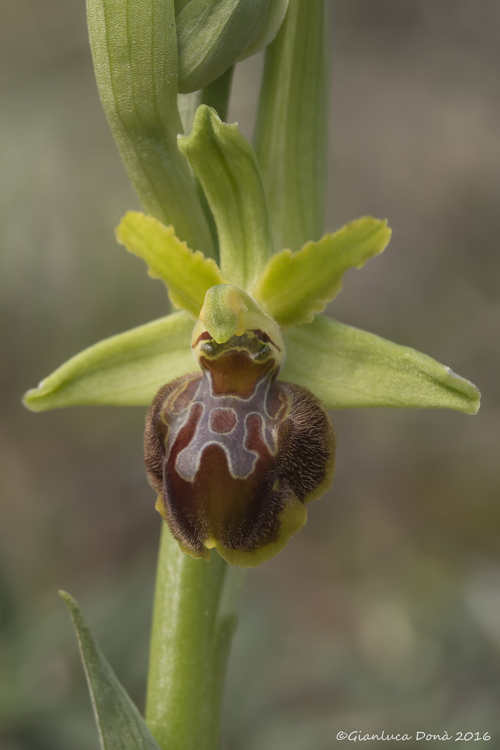 Ophrys sphegodes Mill. 1768