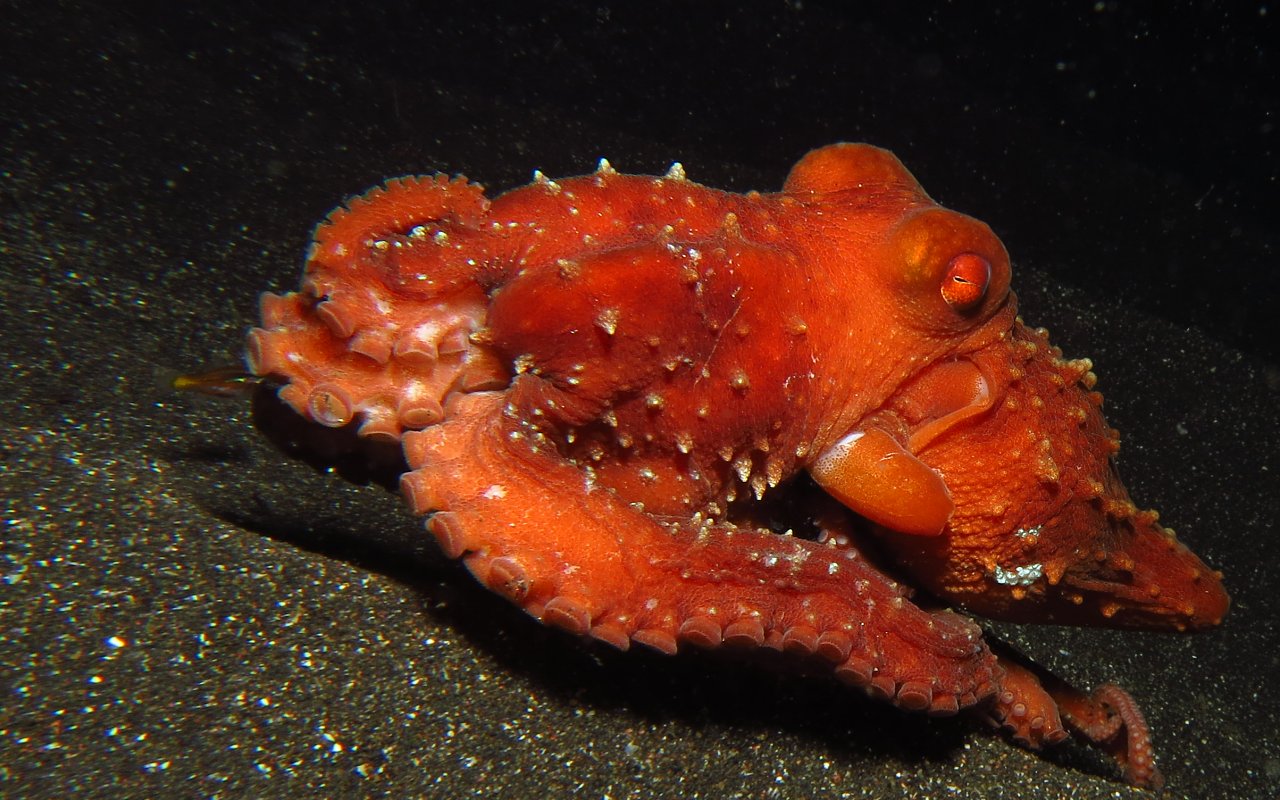 The Callistoctopus luteus has mainly habits n