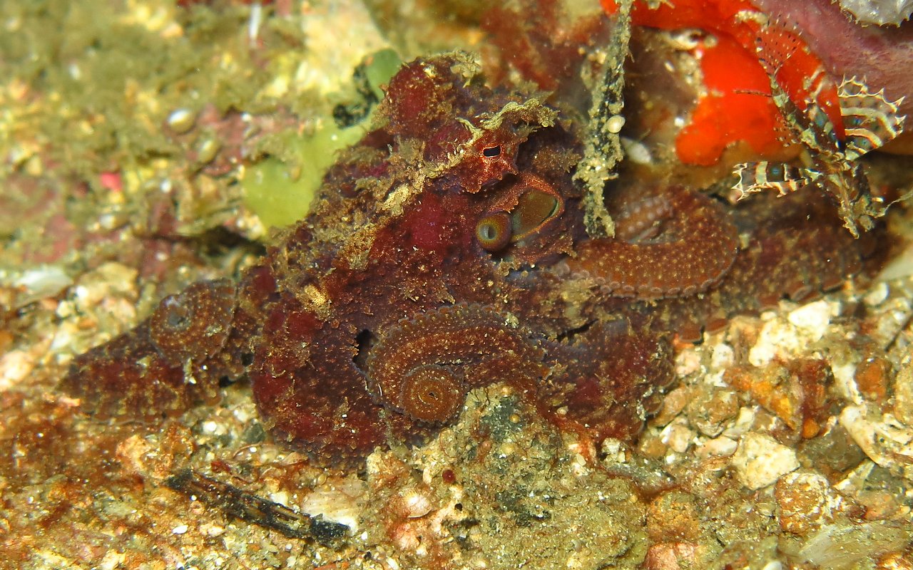 Un Abdopus aculeatus