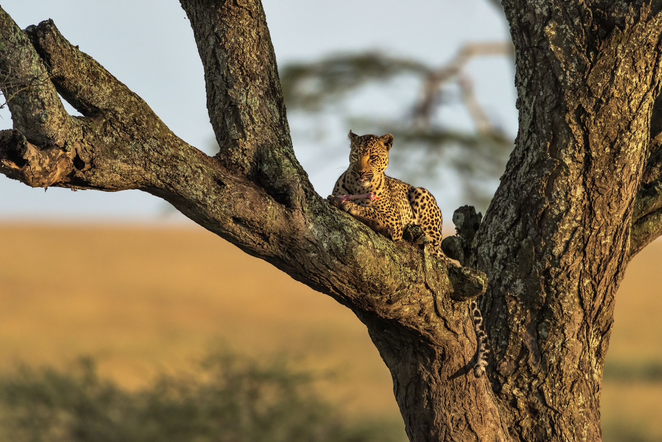 Tanzania 2016 - Leopard