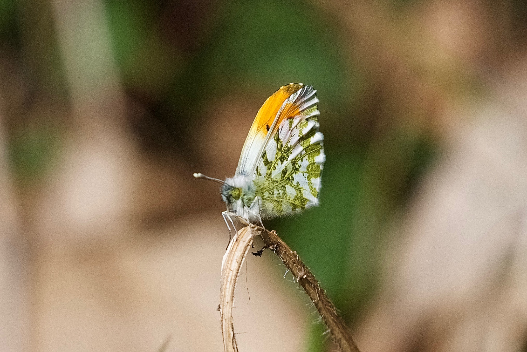 Anthocharis cardamines