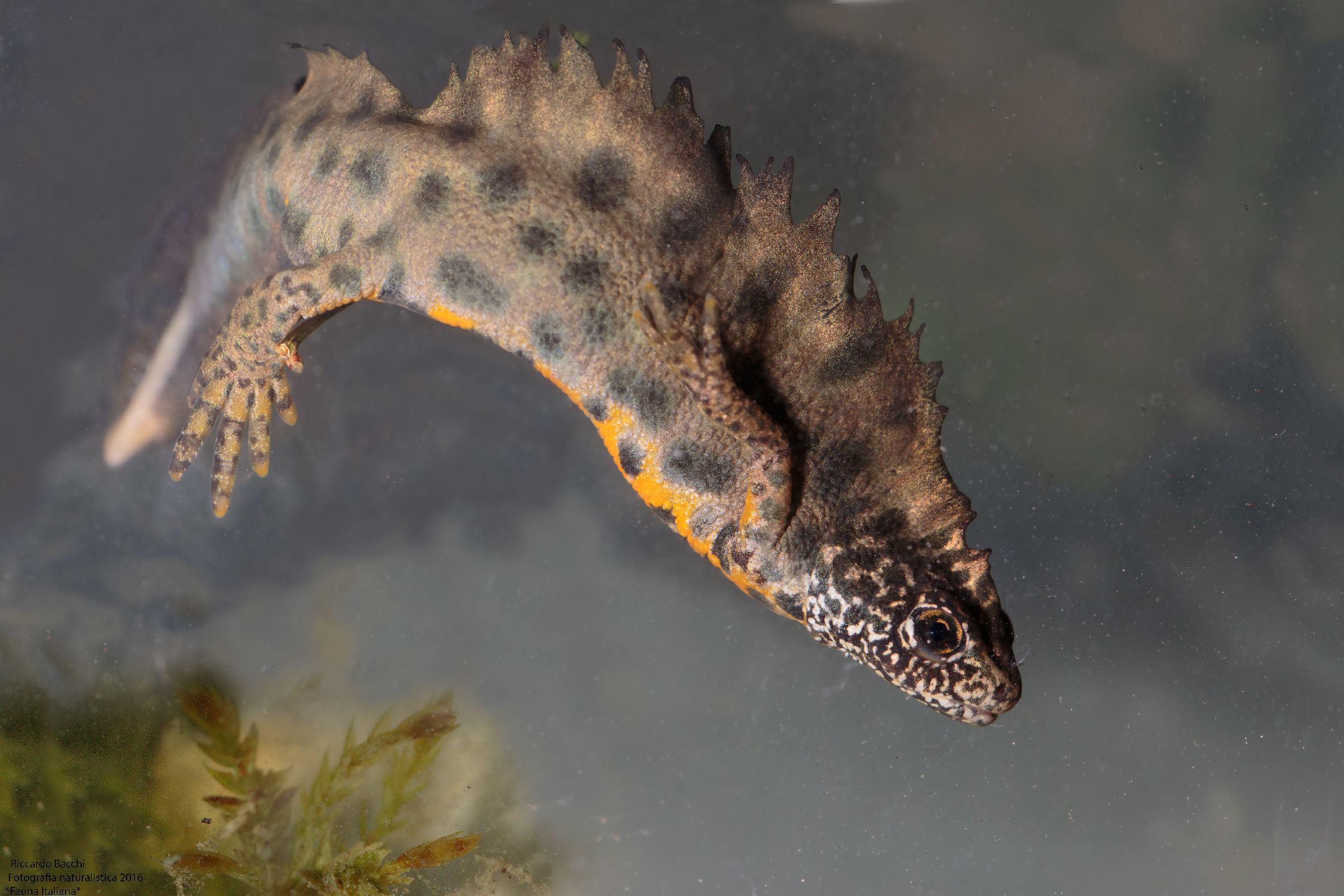 Tritone Crestato Maschio