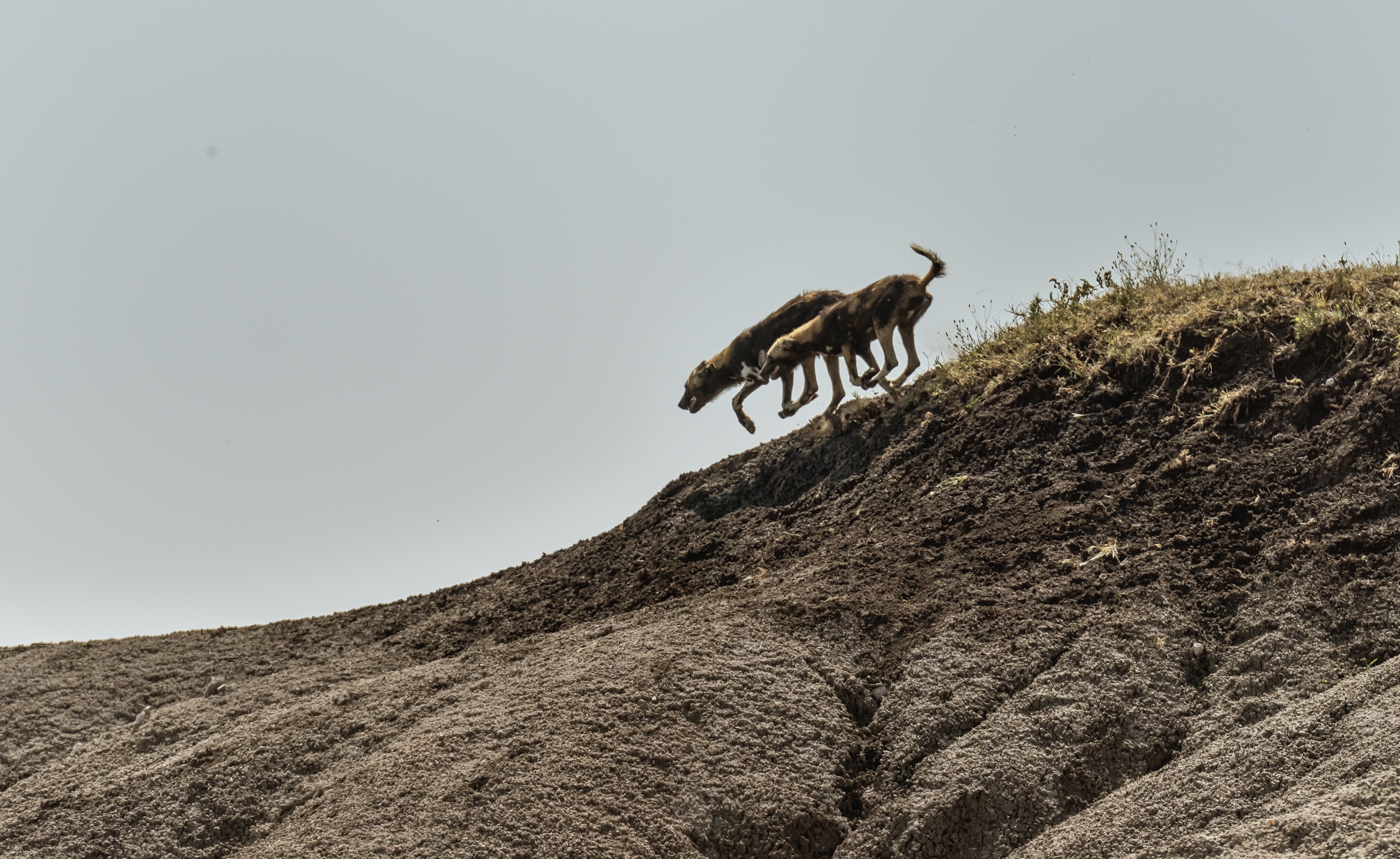 Tanzania 2016 - Licaoni